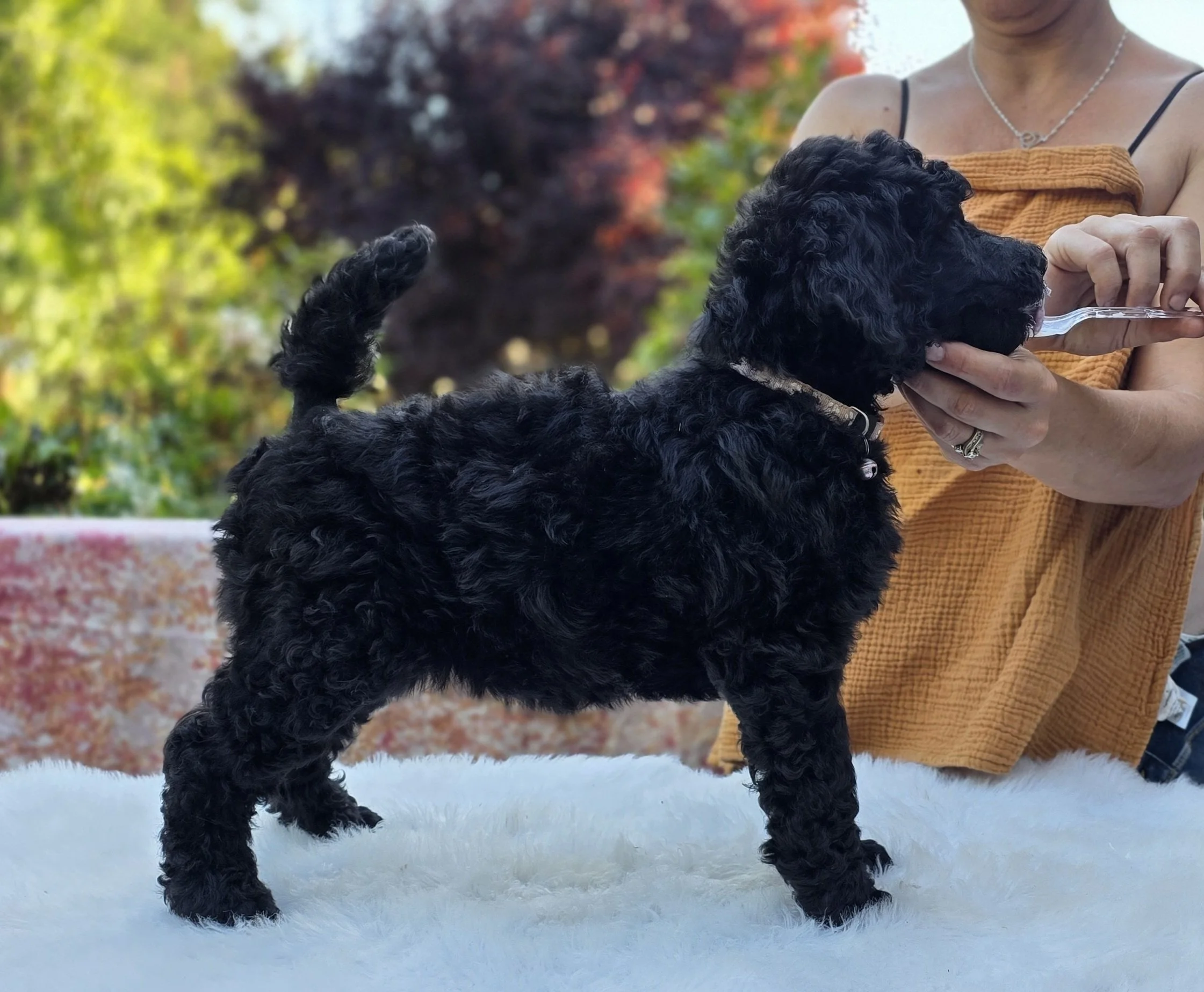 Black Standard Poodle puppy Radish standing in a stacked pose during her structural evaluation at Valaurah Farms in Oregon.