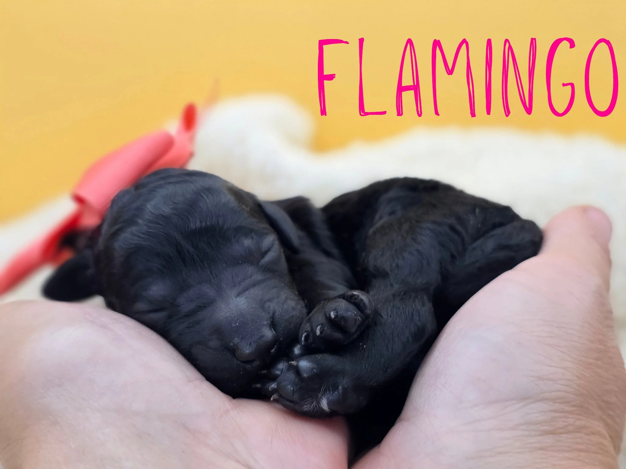 Newborn black Standard Poodle puppy Flamingo wearing a hot pink collar from the Safari Litter in Oregon.