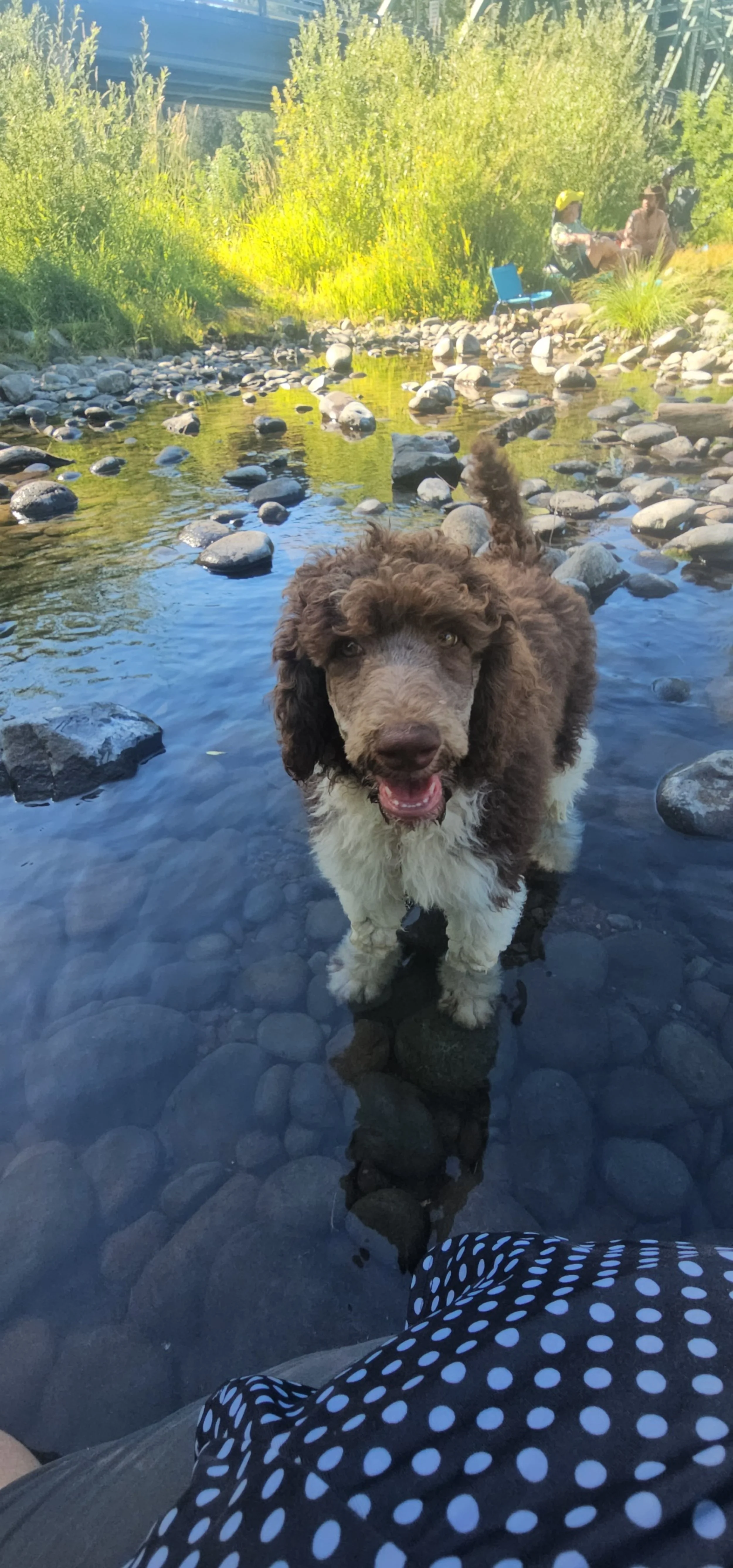 A brown and white puppies standing in a shallow creek with smooth rocks, with two people sitting on the bank in the background surrounded by greenery.