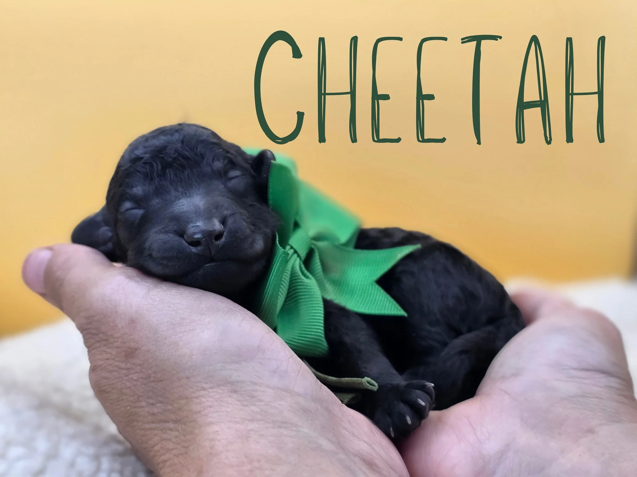 Newborn black Standard Poodle puppy Cheetah wearing a green collar from the Safari Litter in Oregon.