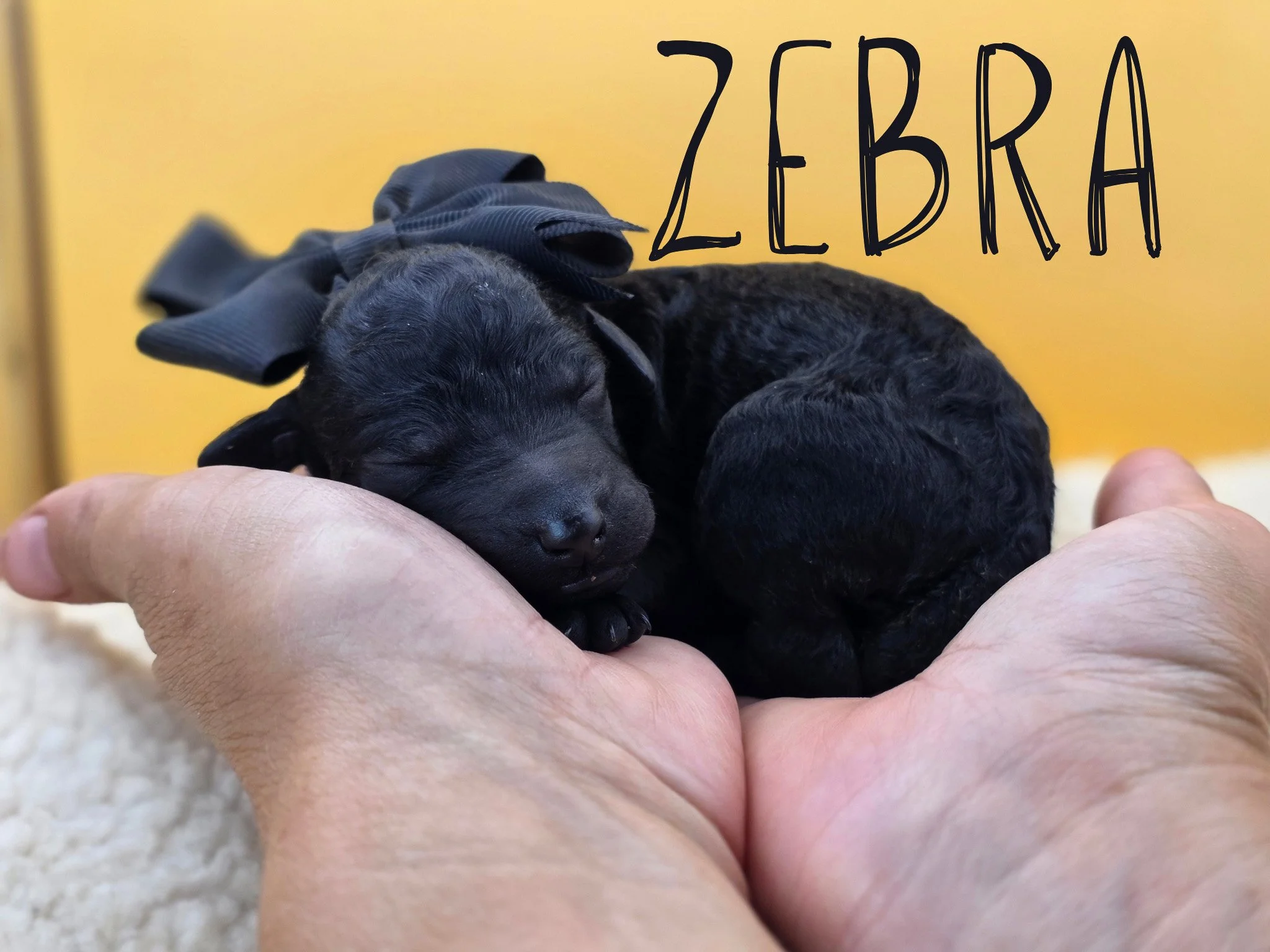 Newborn black Standard Poodle puppy Zebra wearing a black collar from the Safari Litter in Oregon.