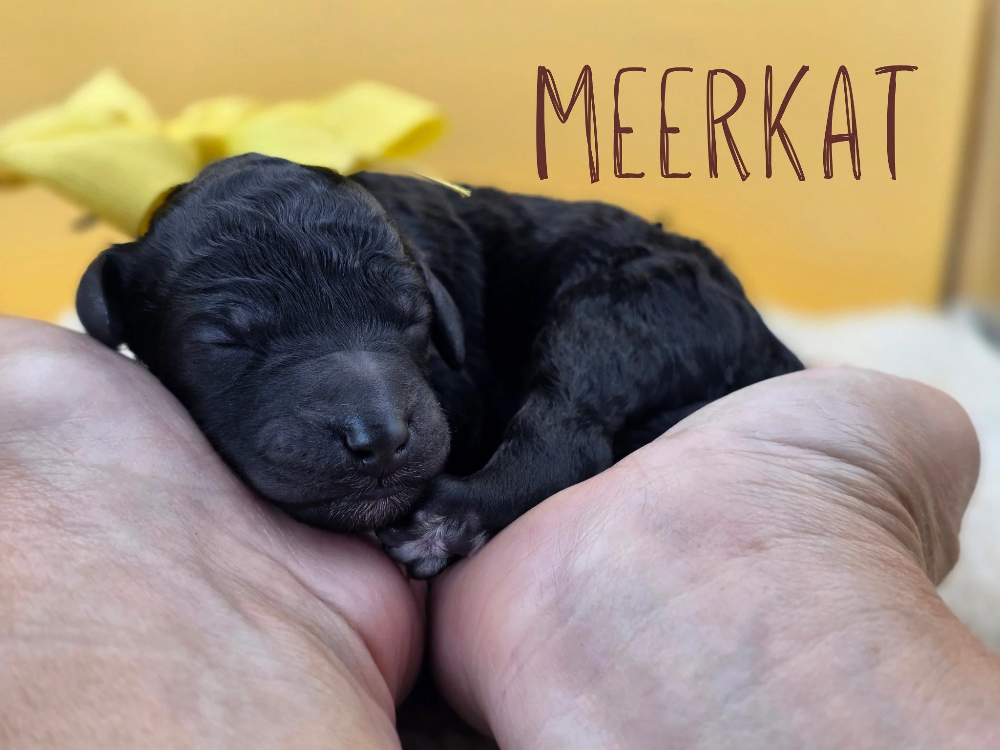 Newborn black Standard Poodle puppy Meerkat wearing a yellow collar from the Safari Litter in Oregon.