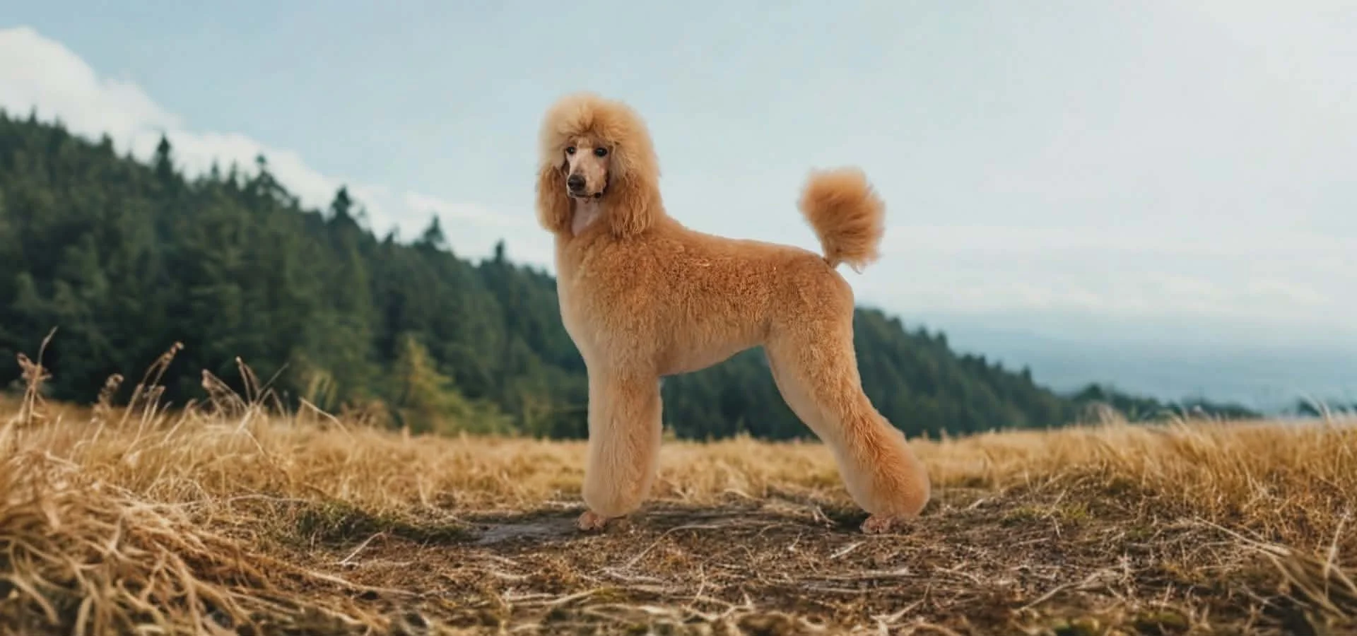 Apricot Standard Poodle stacked outdoors in Oregon field showing structure and conformation – Minnie at Valaurah Farms