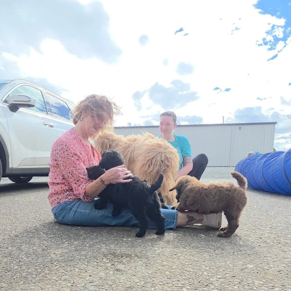 Families participate in a Puppy Culture Puppy Party with Valaurah Farms Standard Poodle puppies in Oregon, helping puppies build confidence through positive interactions with new people and environments.