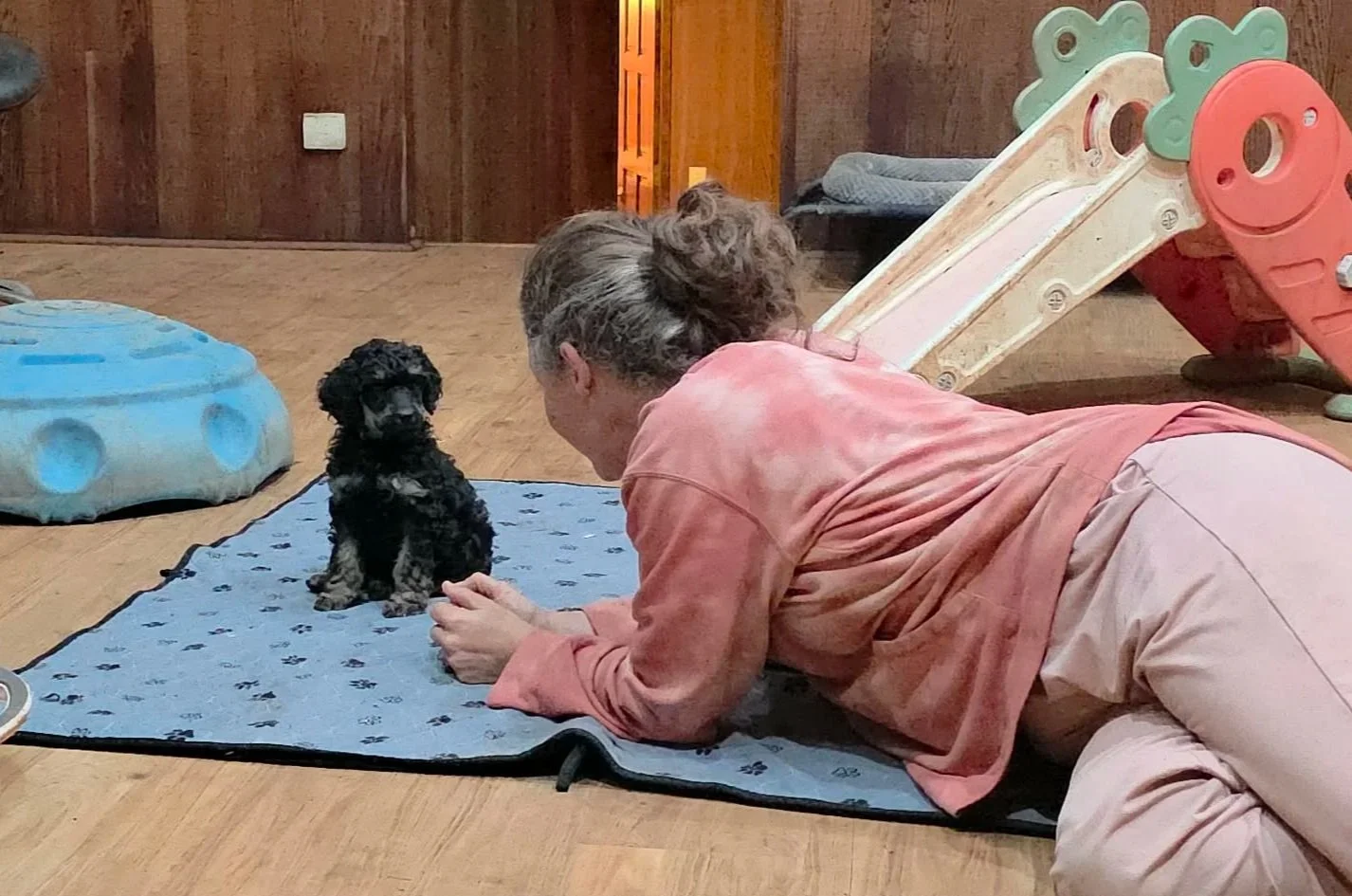 Service dog breeder engaging with young standard poodle puppy during early neurological stimulation training