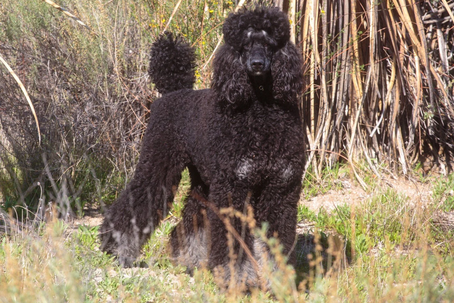 Missy, Emerald Grand Champion black phantom Standard Poodle female from Valaurah Farms in Oregon, stacked outdoors showcasing exceptional structure and athleticism.