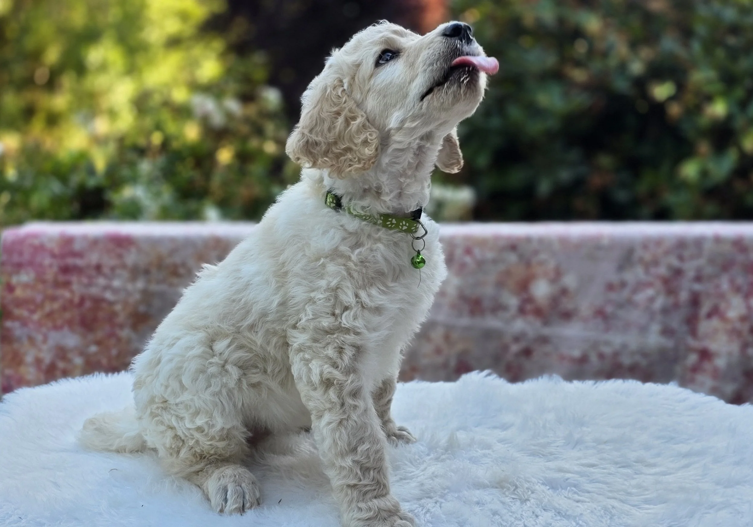 White Standard Poodle puppy Spinach (Mavis) sitting outdoors with her tongue out, bred by Valaurah Farms in Oregon.
