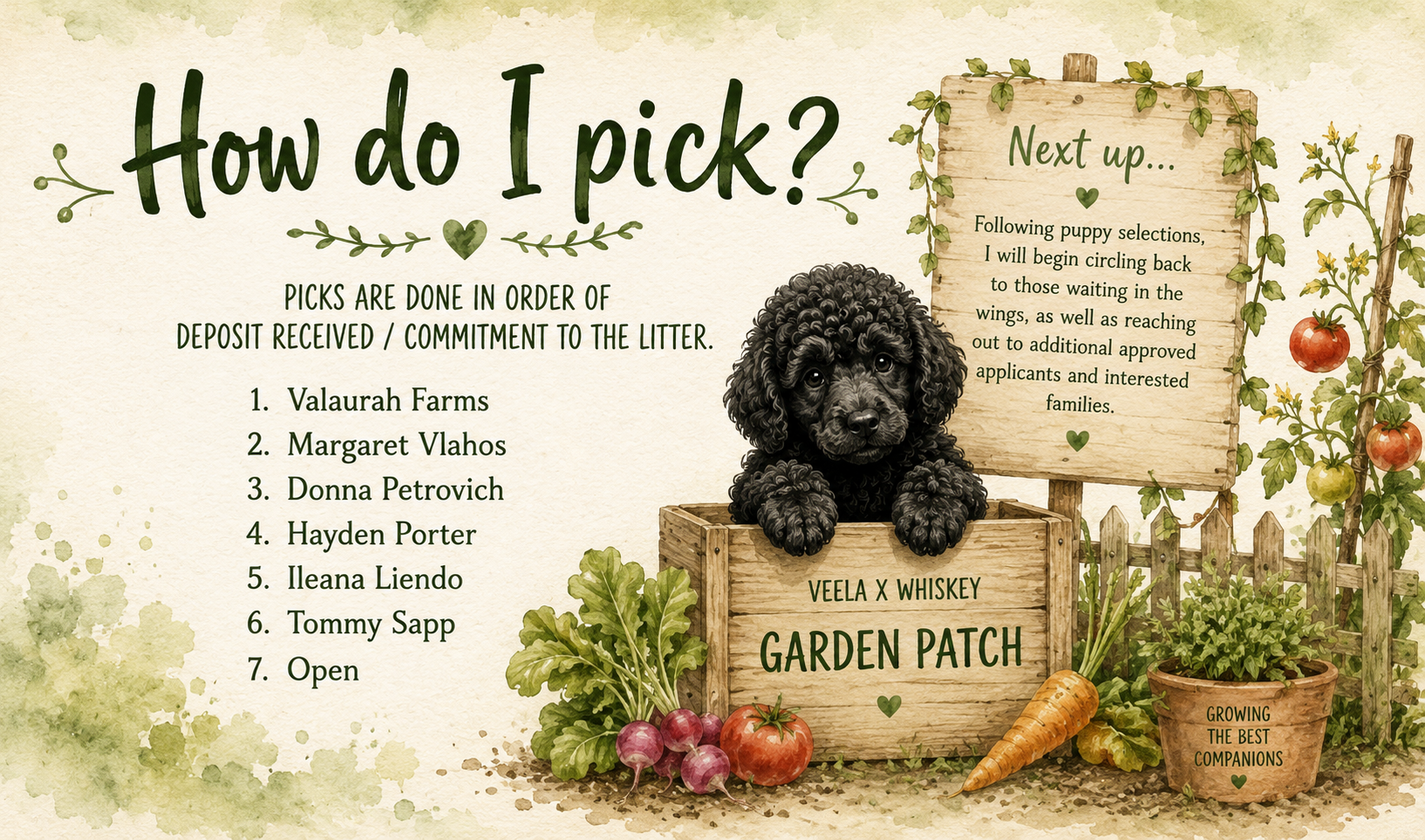 Illustrated Standard Poodle puppy explaining the Pick Your Puppy selection process for the Veela x Whiskey Garden Patch litter at Valaurah Farms in Oregon.