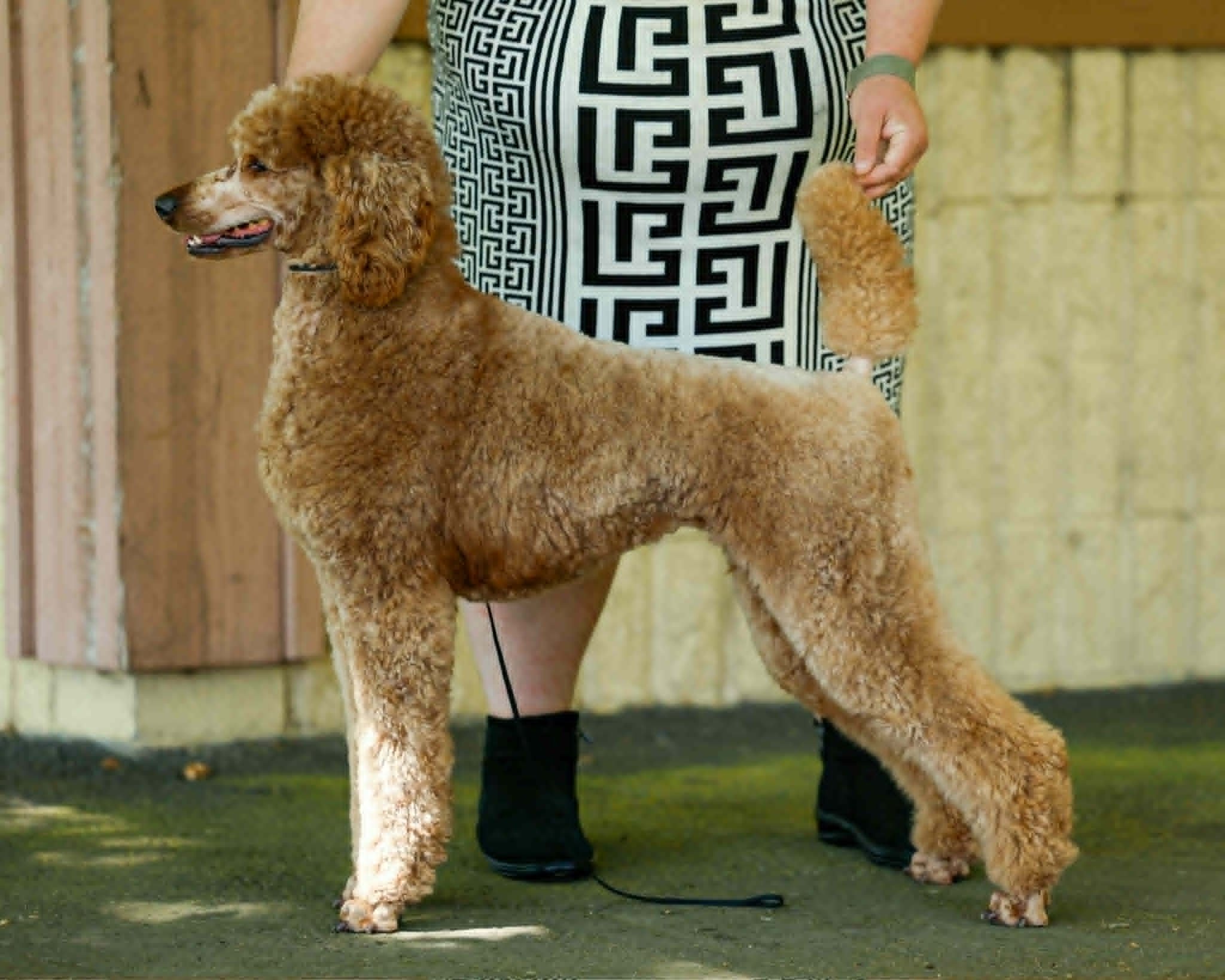 Ginger, UKC Champion red Standard Poodle female from Valaurah Farms in Oregon, stacked outdoors showcasing beautiful breed type, balanced structure, and elegant movement.