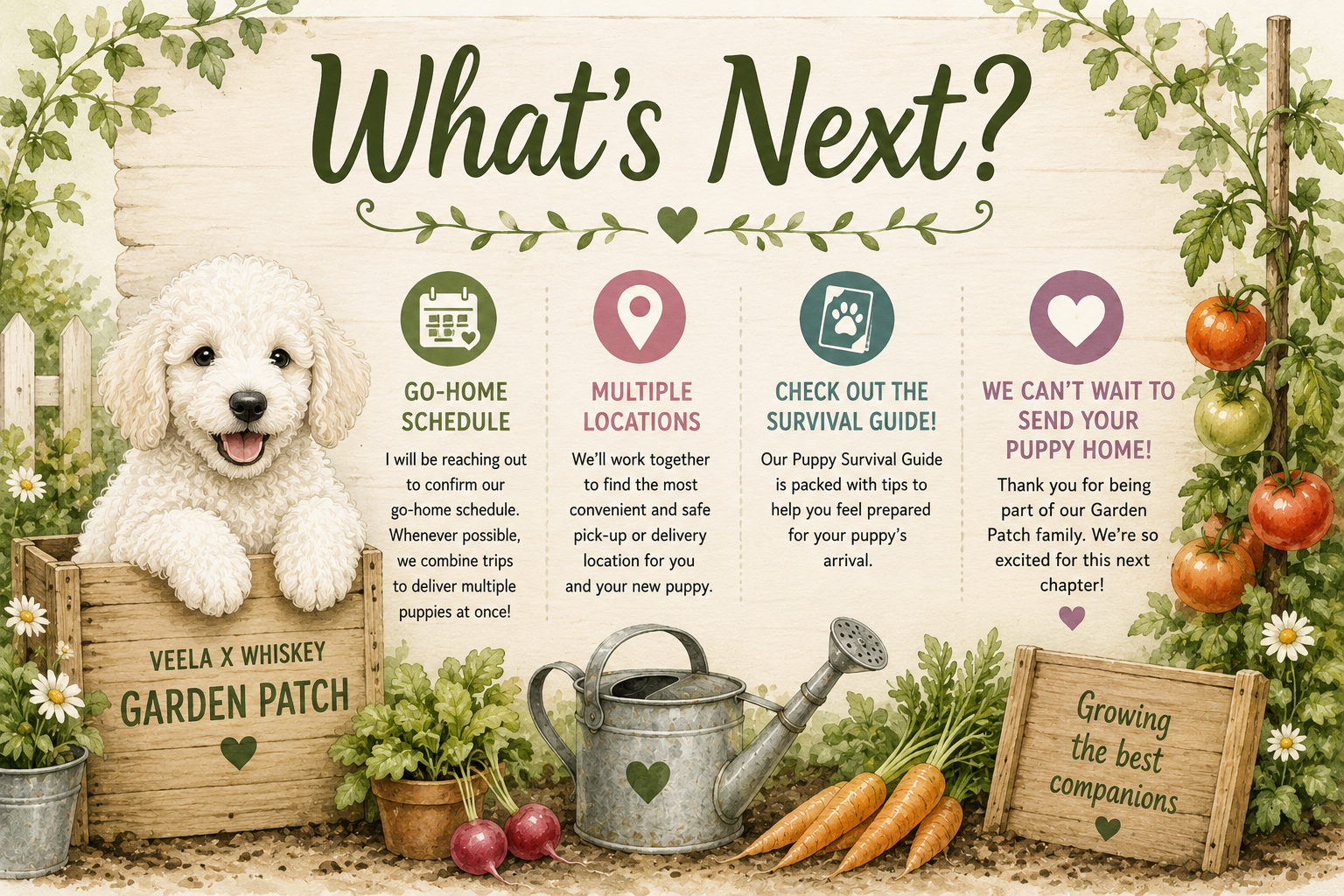 Illustrated white Standard Poodle puppy explaining the next steps after puppy selection for the Veela x Whiskey Garden Patch litter at Valaurah Farms.