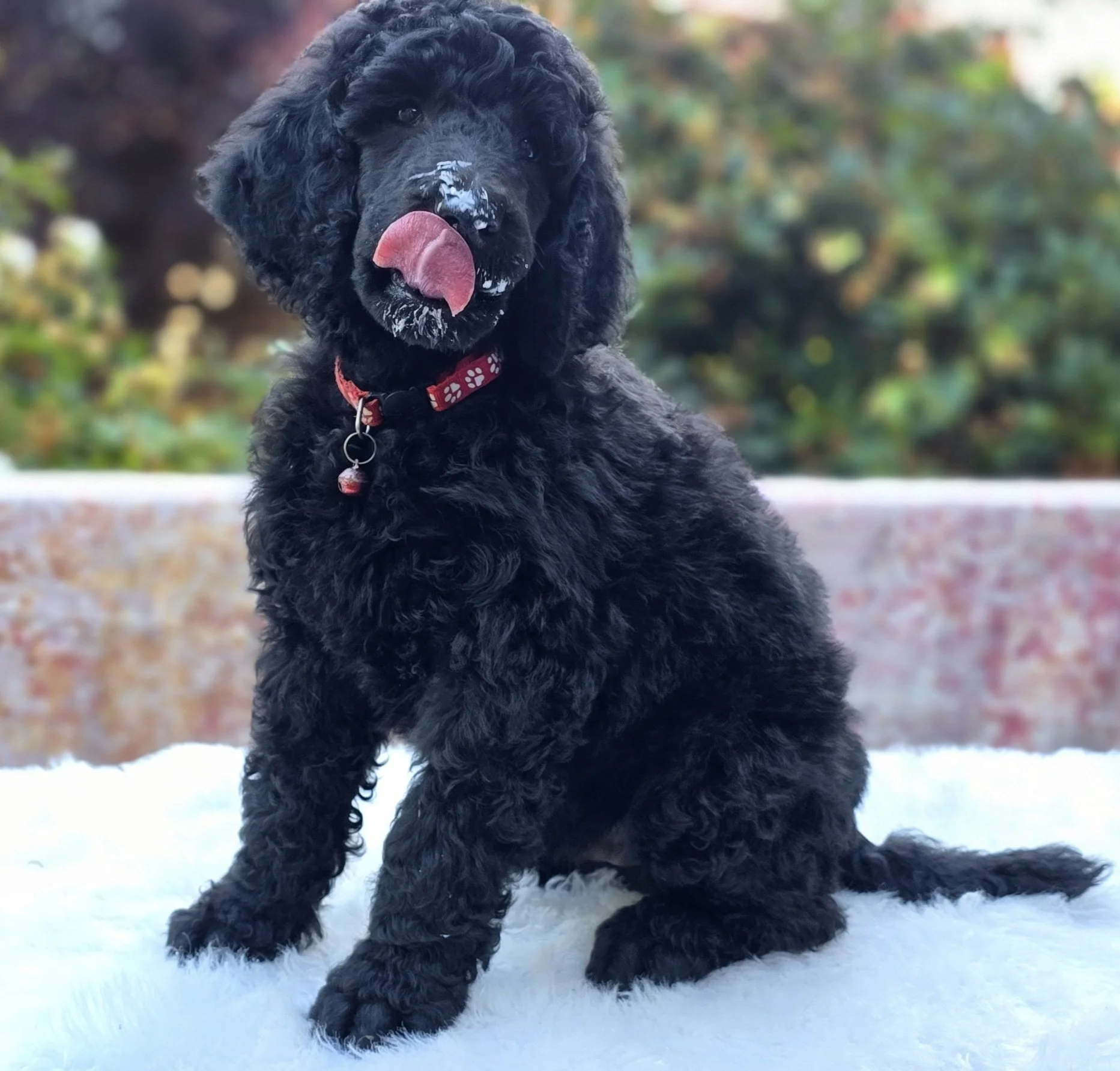 Black Standard Poodle puppy Tomato at 7 weeks old from Valaurah Farms in Oregon, showing an outgoing temperament and strong service, performance, and family companion potential.