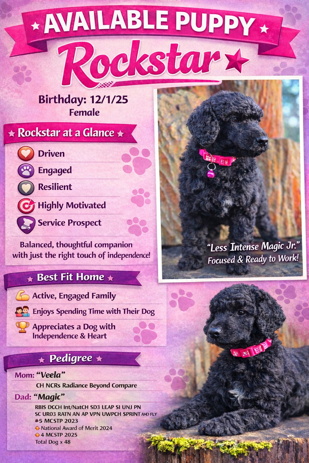 Infographic for a puppy named Rockstar, a female black curly-haired puppy with a pink collar, born on December 1, 2025. Descriptions highlight her personality traits including being driven, engaged, resilient, highly motivated, and a good service prospect. She is described as a balanced, thoughtful companion with a touch of independence. The photos show her sitting outdoors near trees, with the caption: 'Less Intense Magic Jr. Focused & Ready to Work!'. The infographic also includes her pedigree information, her family background, and her personality and suitability for an active family.