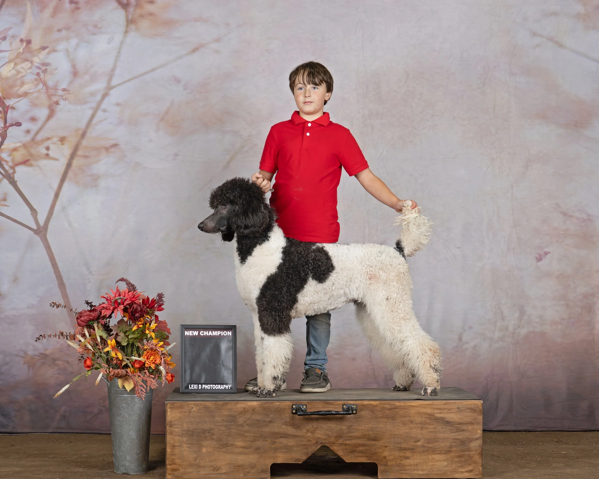 Vanya, a parti Standard Poodle from Valaurah Farms, posing with Jackson after finishing her UKC Champion title at the Cascade American Pit Bull Terrier Club show.