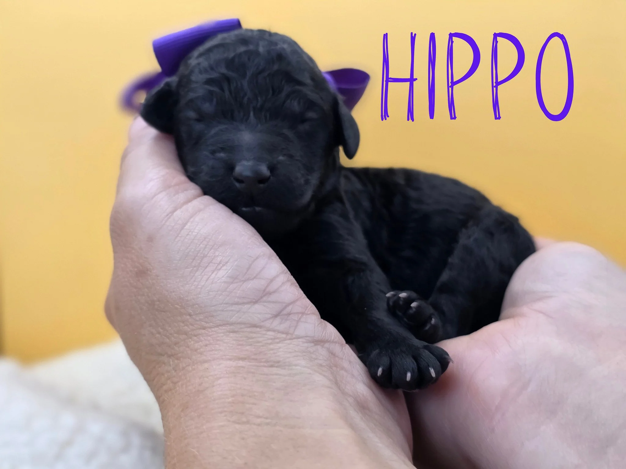 Newborn black Standard Poodle puppy Hippo wearing a purple collar from the Safari Litter in Oregon.