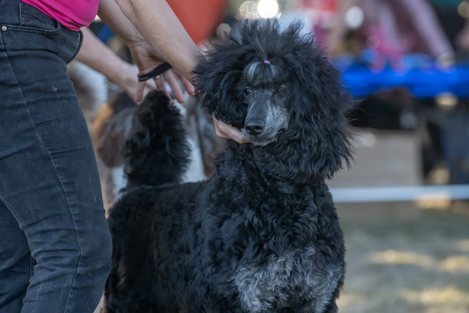 Quack, a multi-colored Standard Poodle, showing at the 2026 UPA Poodle Specialty where she earned Best Female.