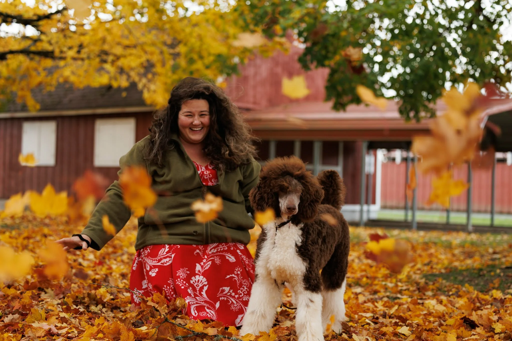 Standard Poodle playing in fall leaves outdoors