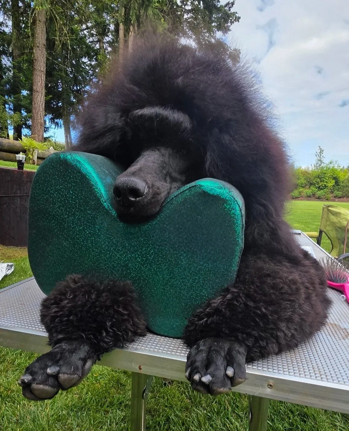 Crush relaxing on his top knot pillow while being groomed before entering the UKC show ring.