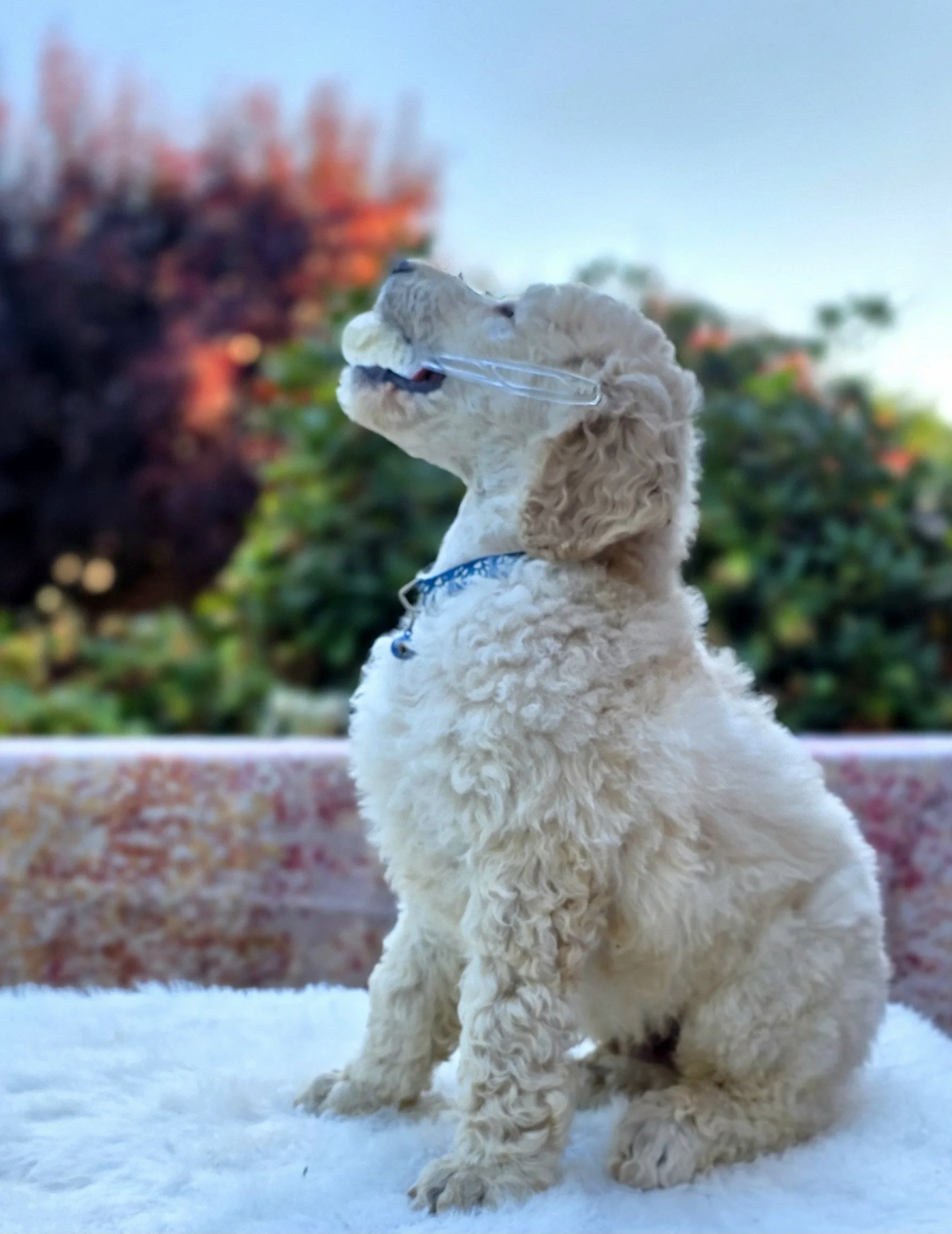 White Standard Poodle puppy Kale proudly holding a spoon during an early retrieval and enrichment exercise at Valaurah Farms in Oregon.