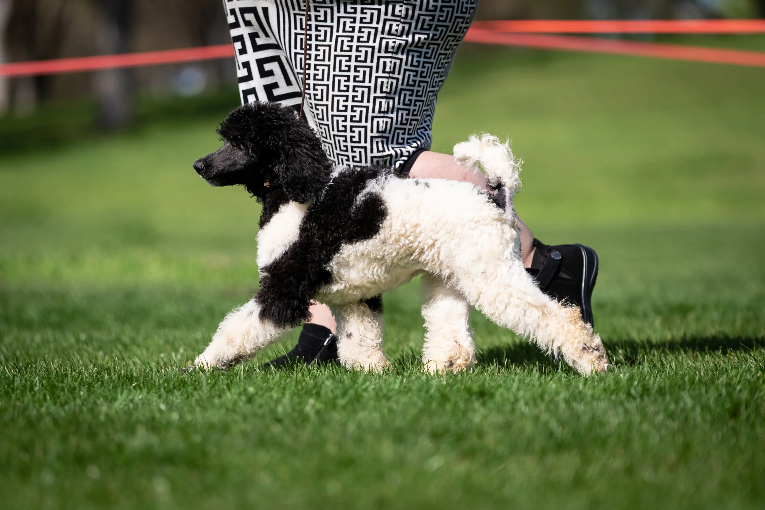 Standard Poodle puppy moving on leash showing structure and early development