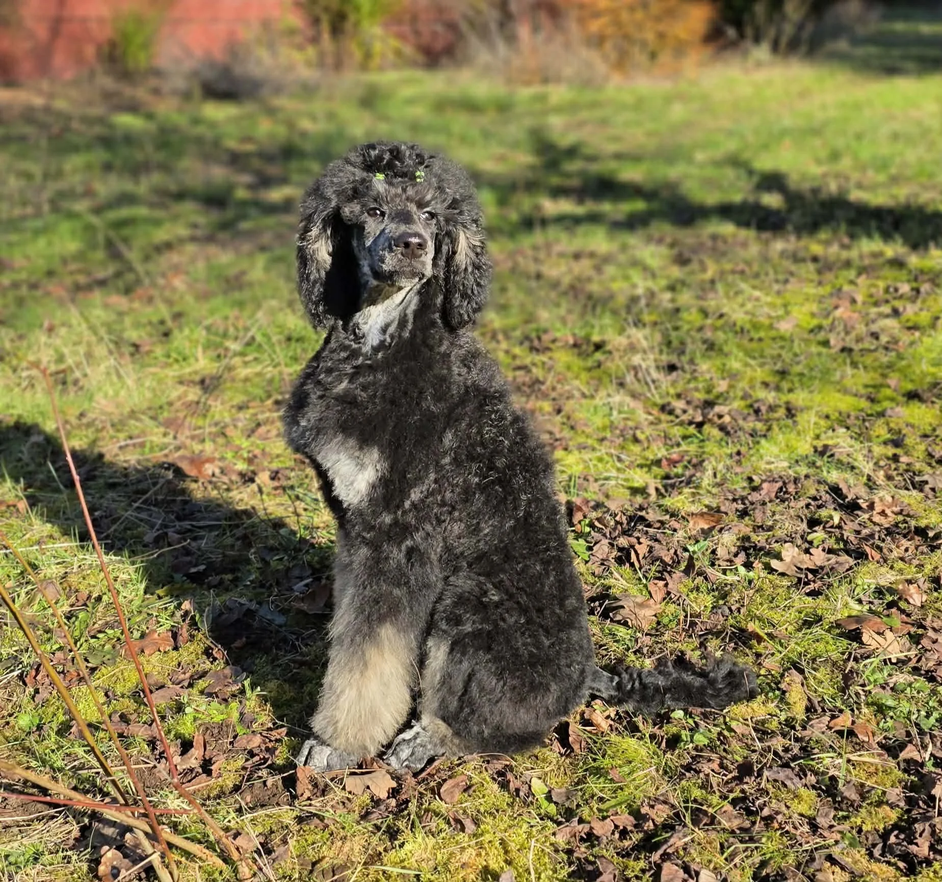 Brindle Point Standard Poodle Quack sitting calmly outdoors in Oregon guardian home setting