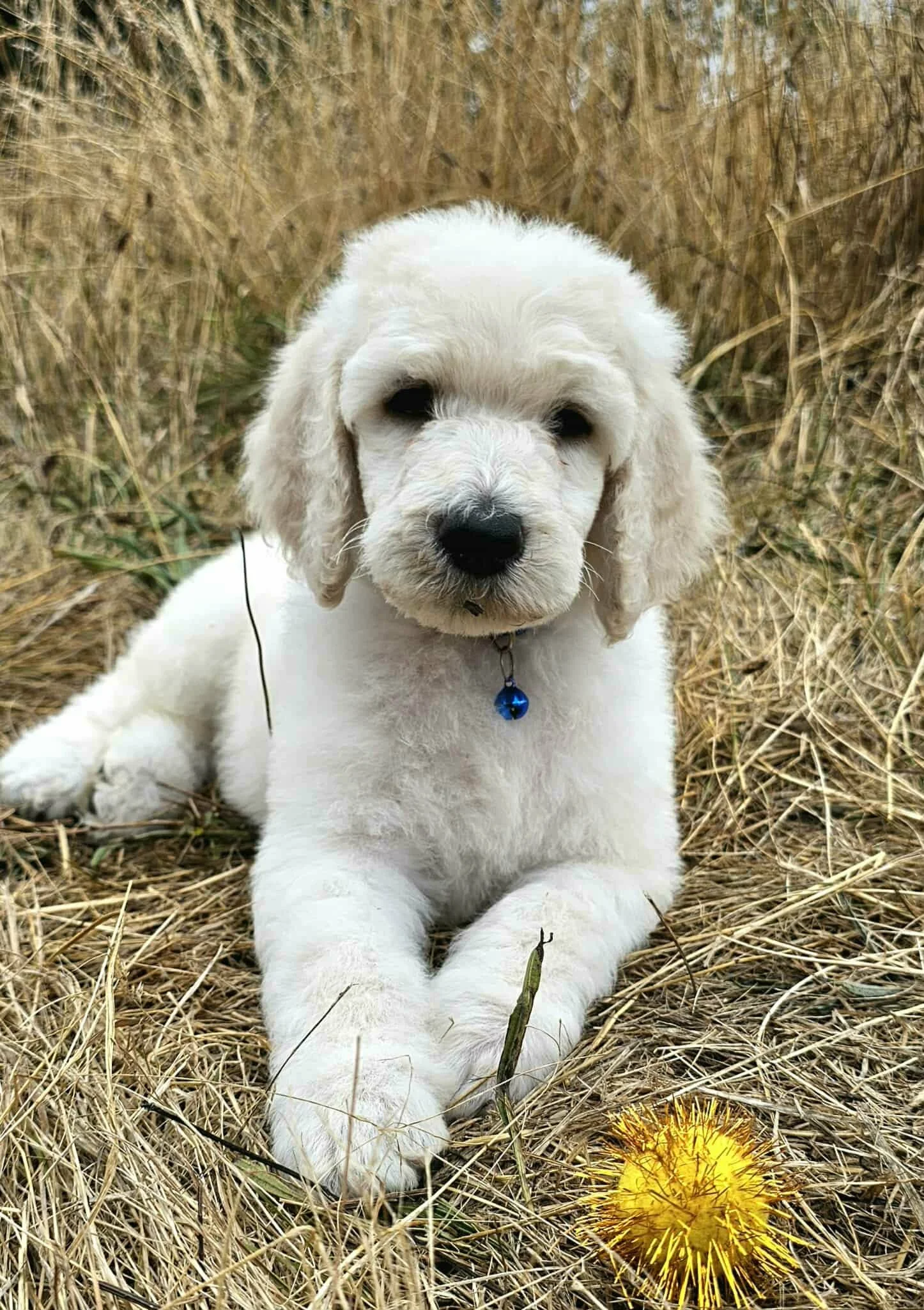 Ronald – Standard Poodle Guardian Prospect