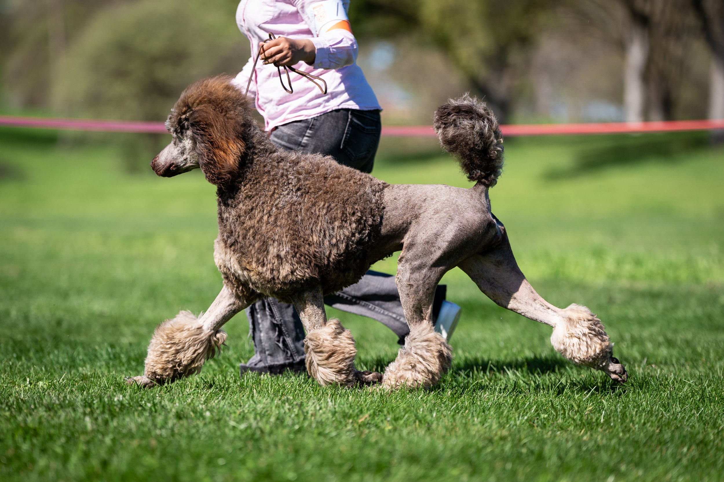 Drama, a brown sable Standard Poodle from Valaurah Farms in Oregon, gaiting confidently in the UKC show ring.