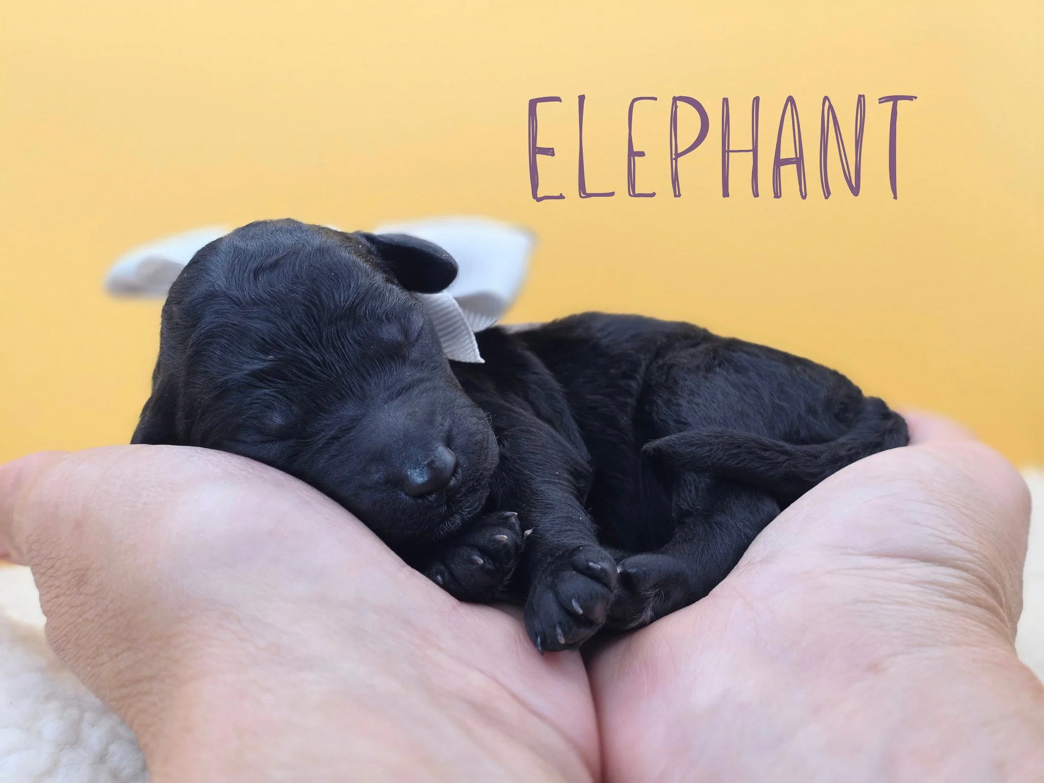 Newborn black Standard Poodle puppy Elephant wearing a gray collar from the Safari Litter in Oregon.