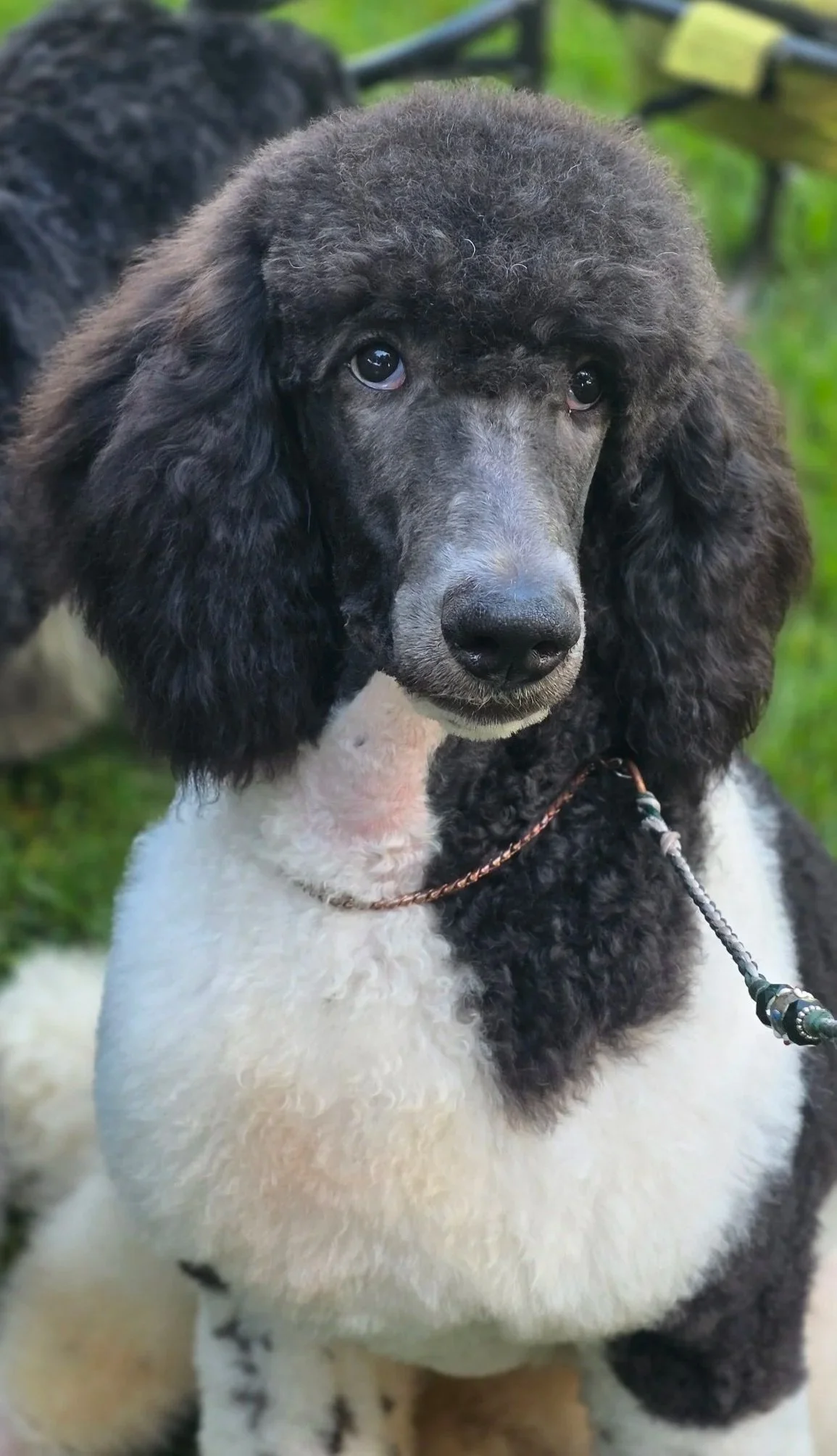 Vanya, a multi-colored Standard Poodle, competing at the July 2026 UKC dog shows in Boring, Oregon.