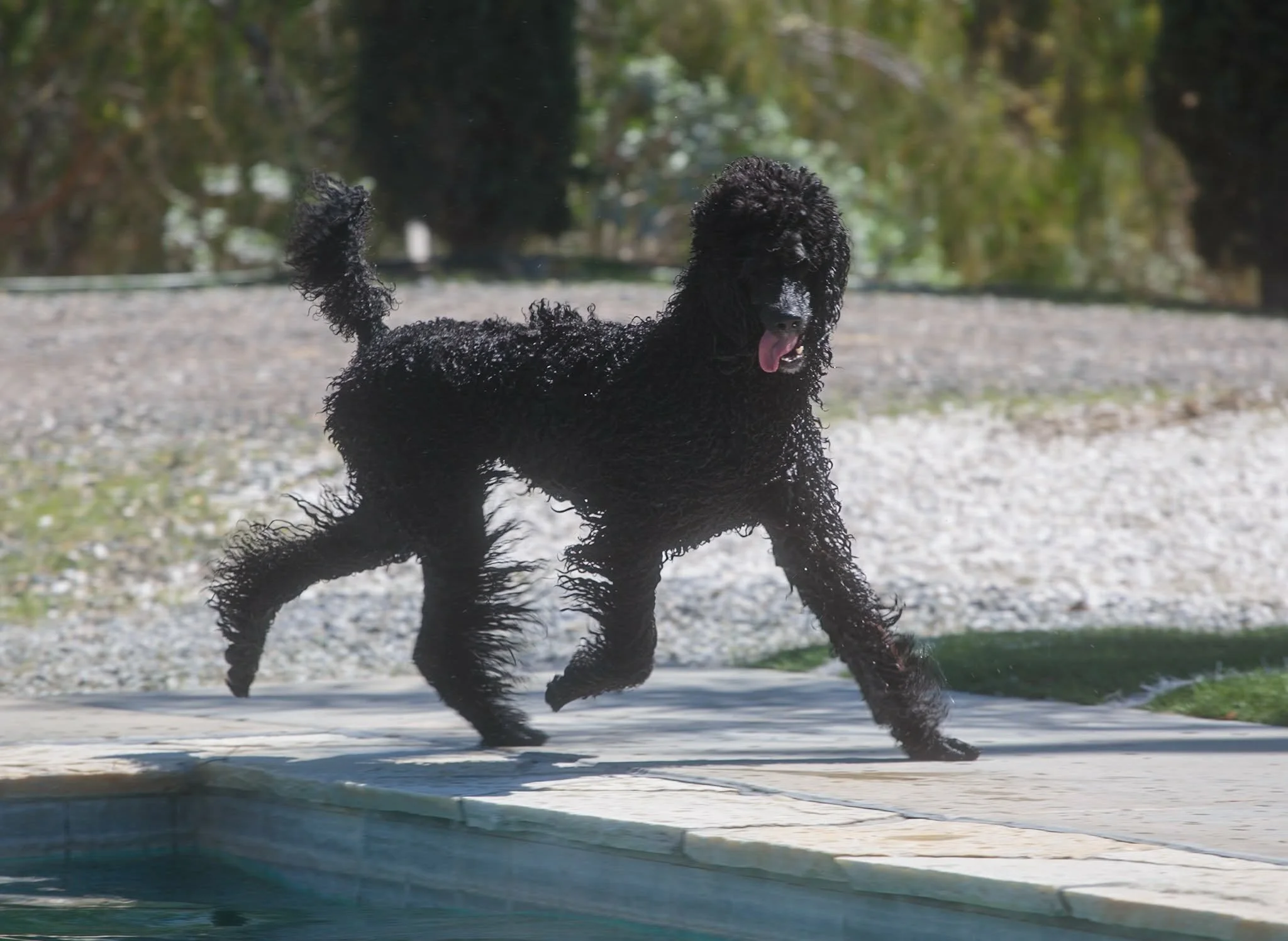 Brindle Pointed Standard Poodle running mid-stride showing great athleticism and structure - Missy at Valaurah Farms