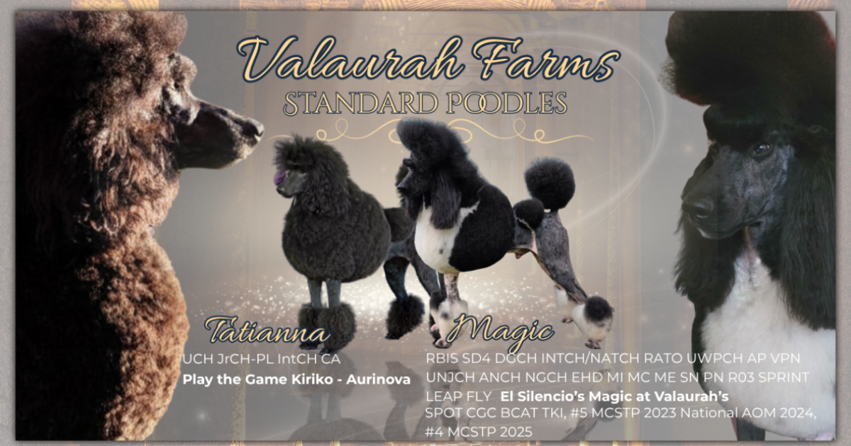 Tatianna and Magic upcoming Standard Poodle litter at Valaurah Farms, a health-tested Standard Poodle breeder in Oregon producing puppies for service, performance, and family companions.