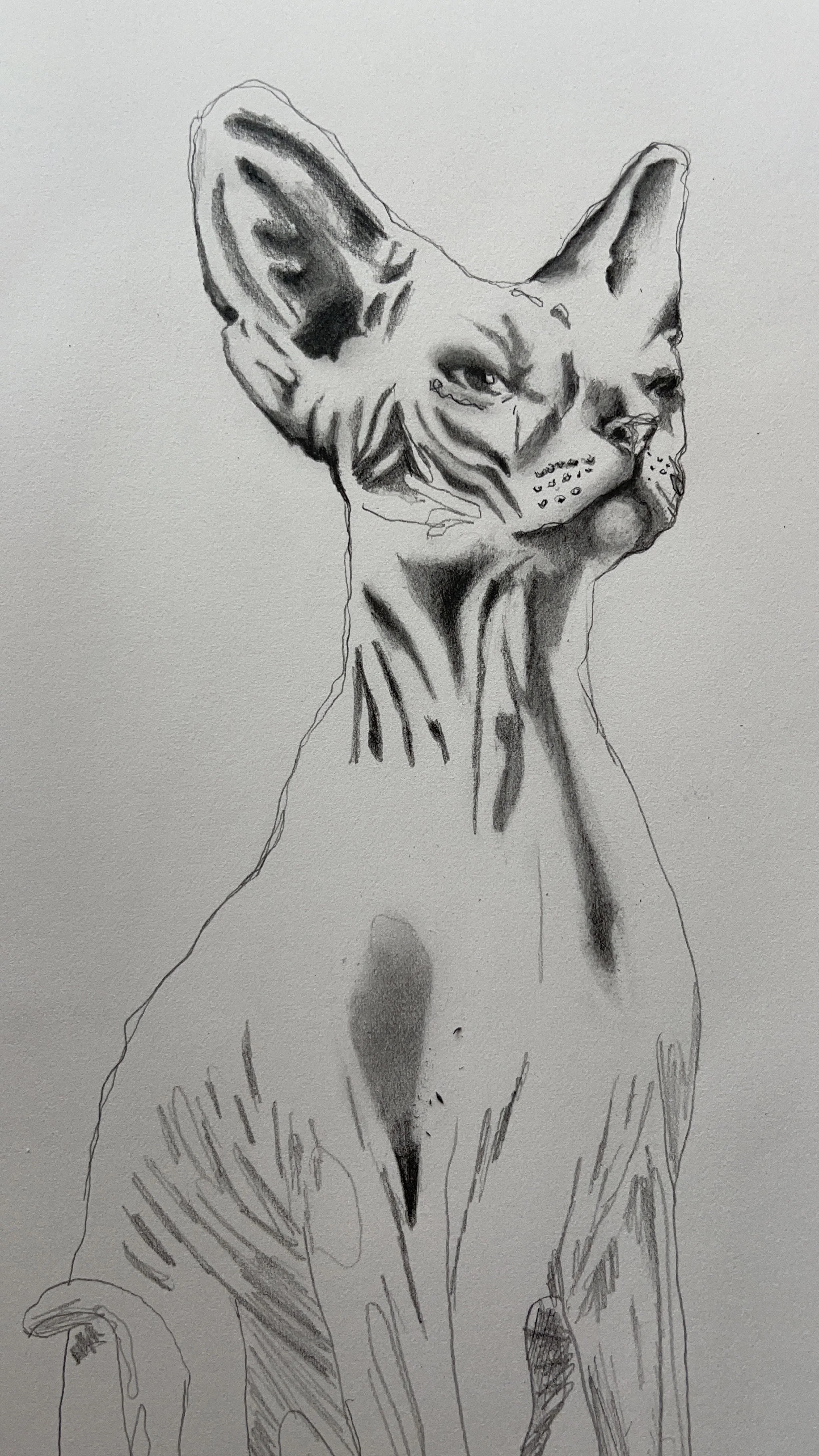 Pink Cat Sketch.JPG