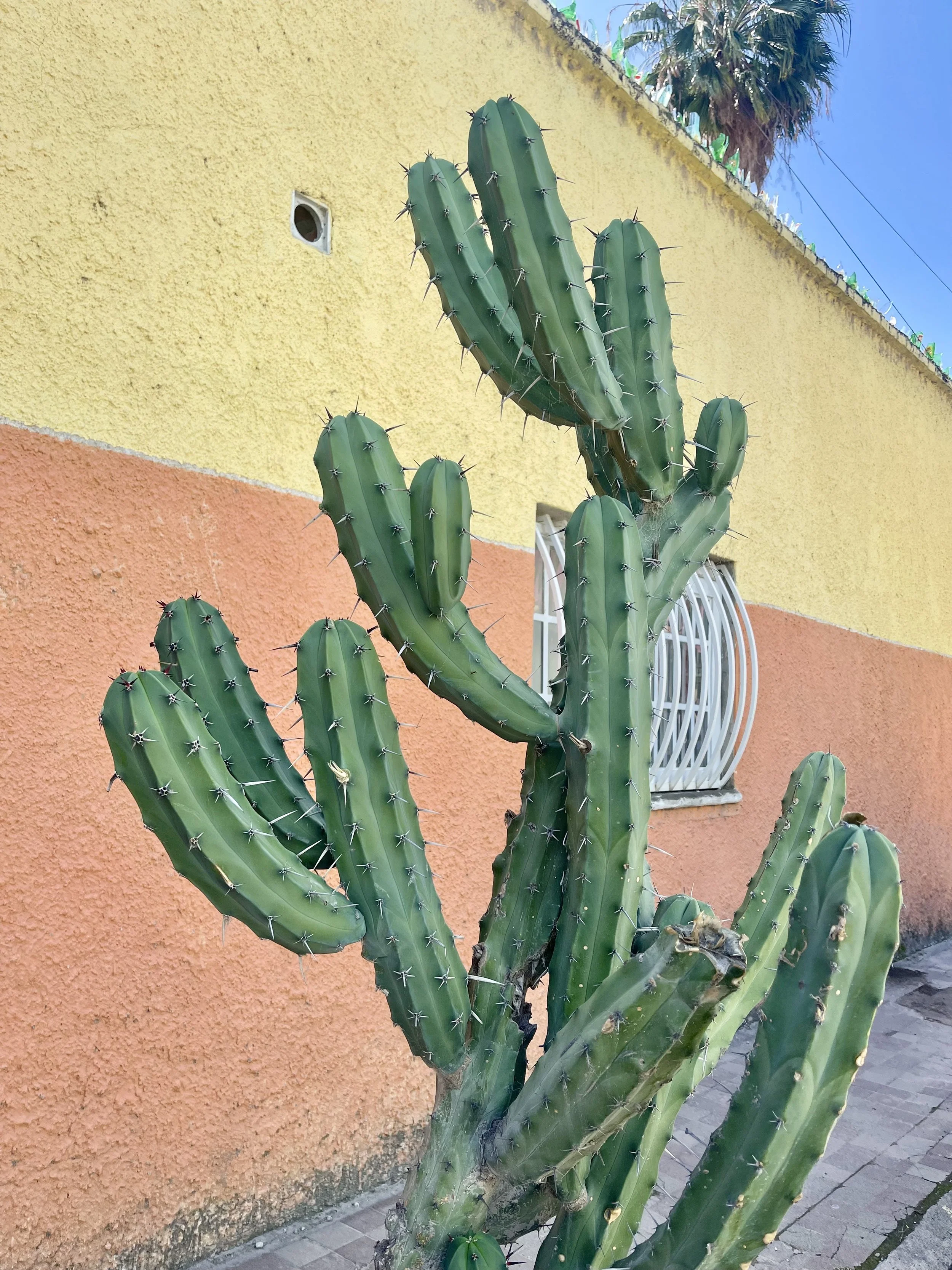 IMG_8902.jpeg