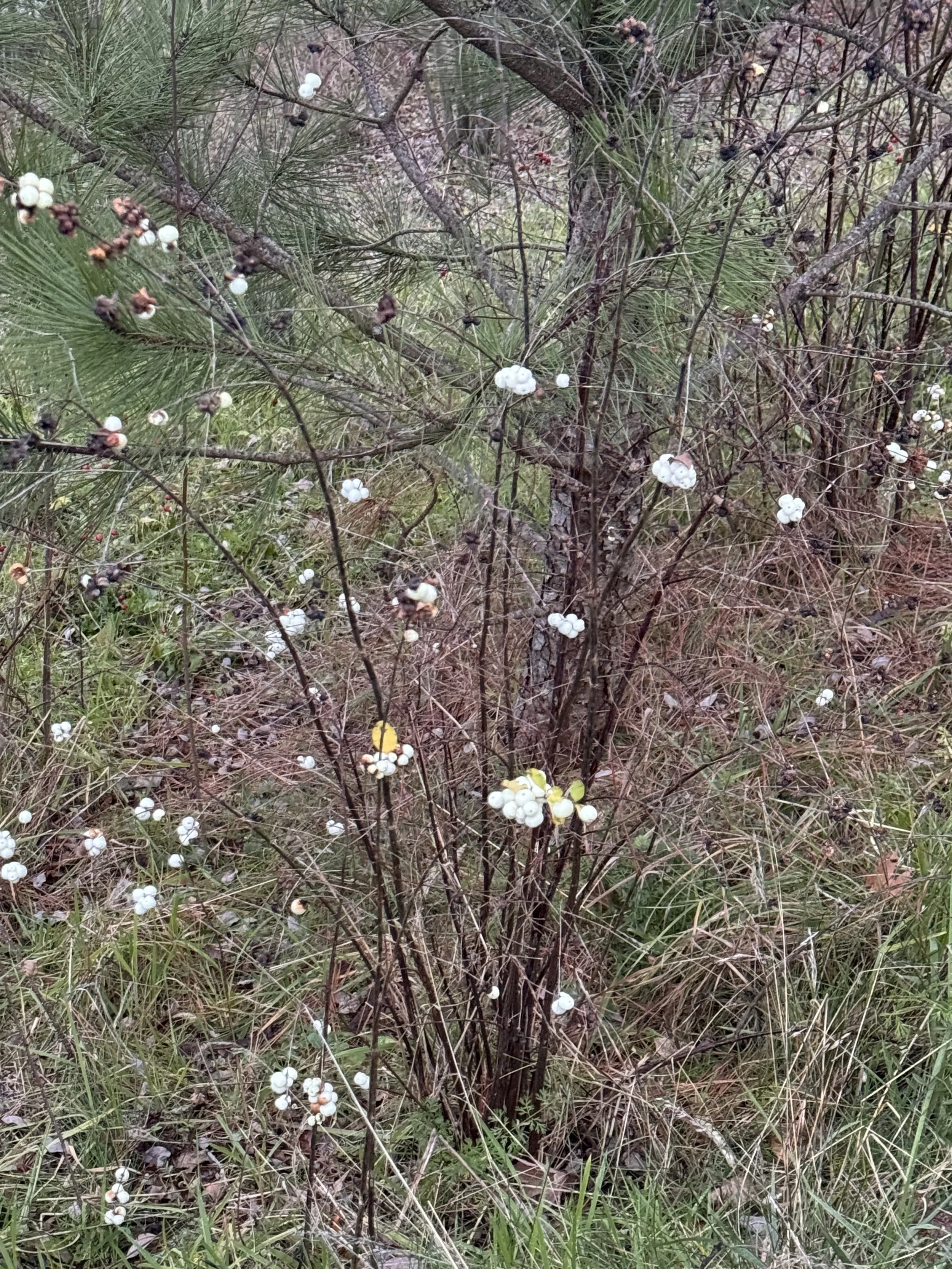IMG_0863.jpeg