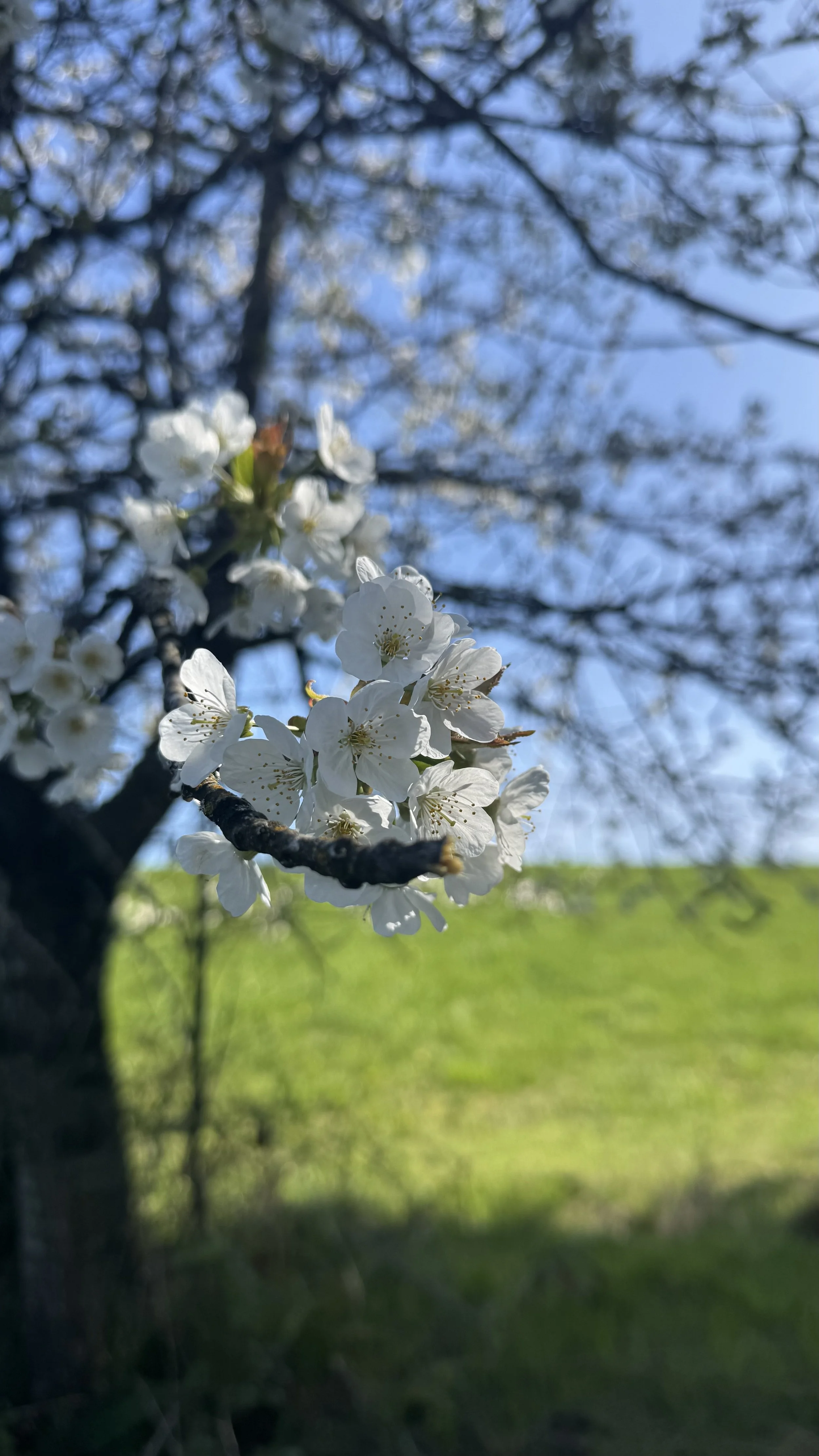 IMG_0436.jpeg