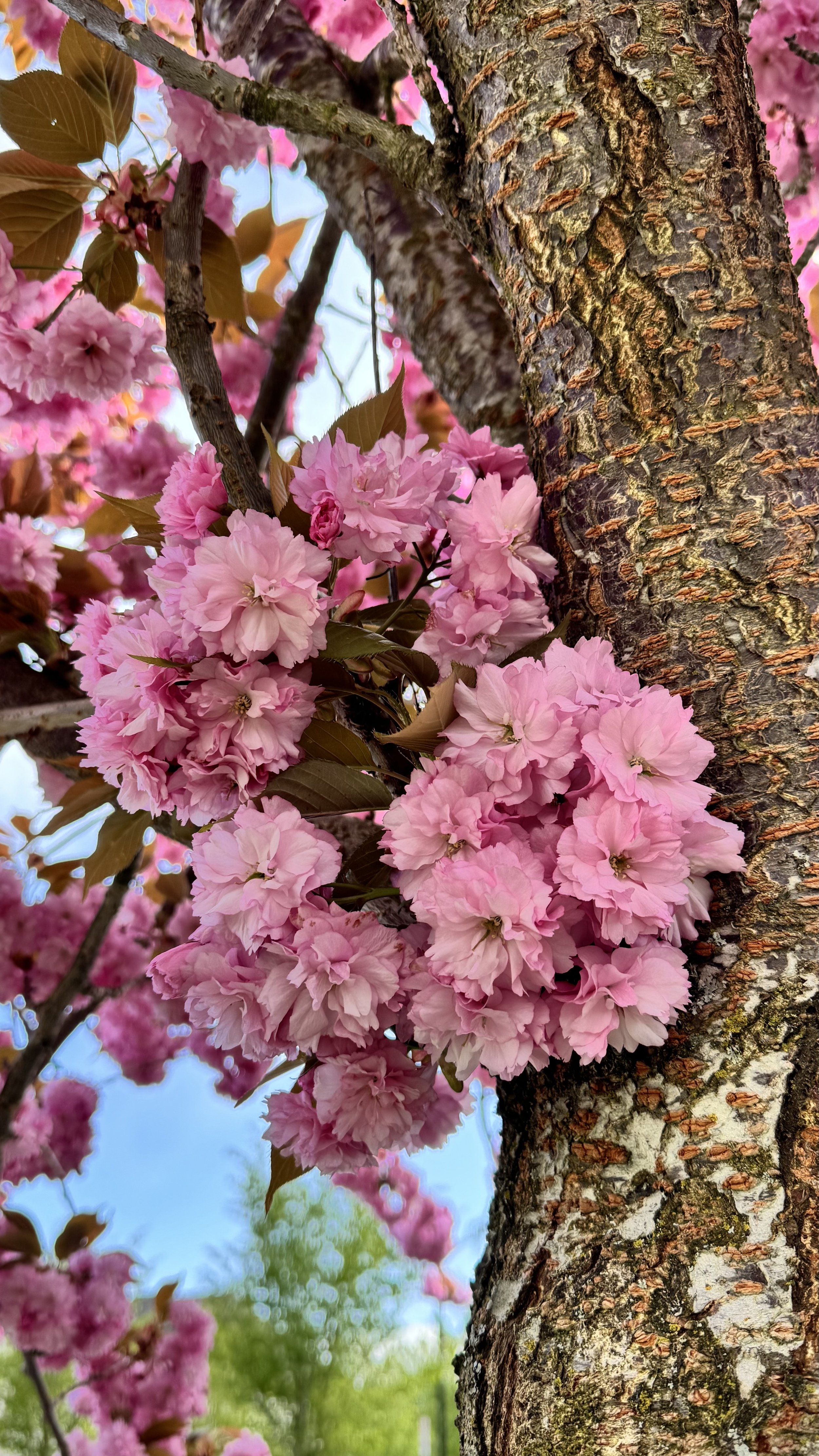 Creativity in Stillness