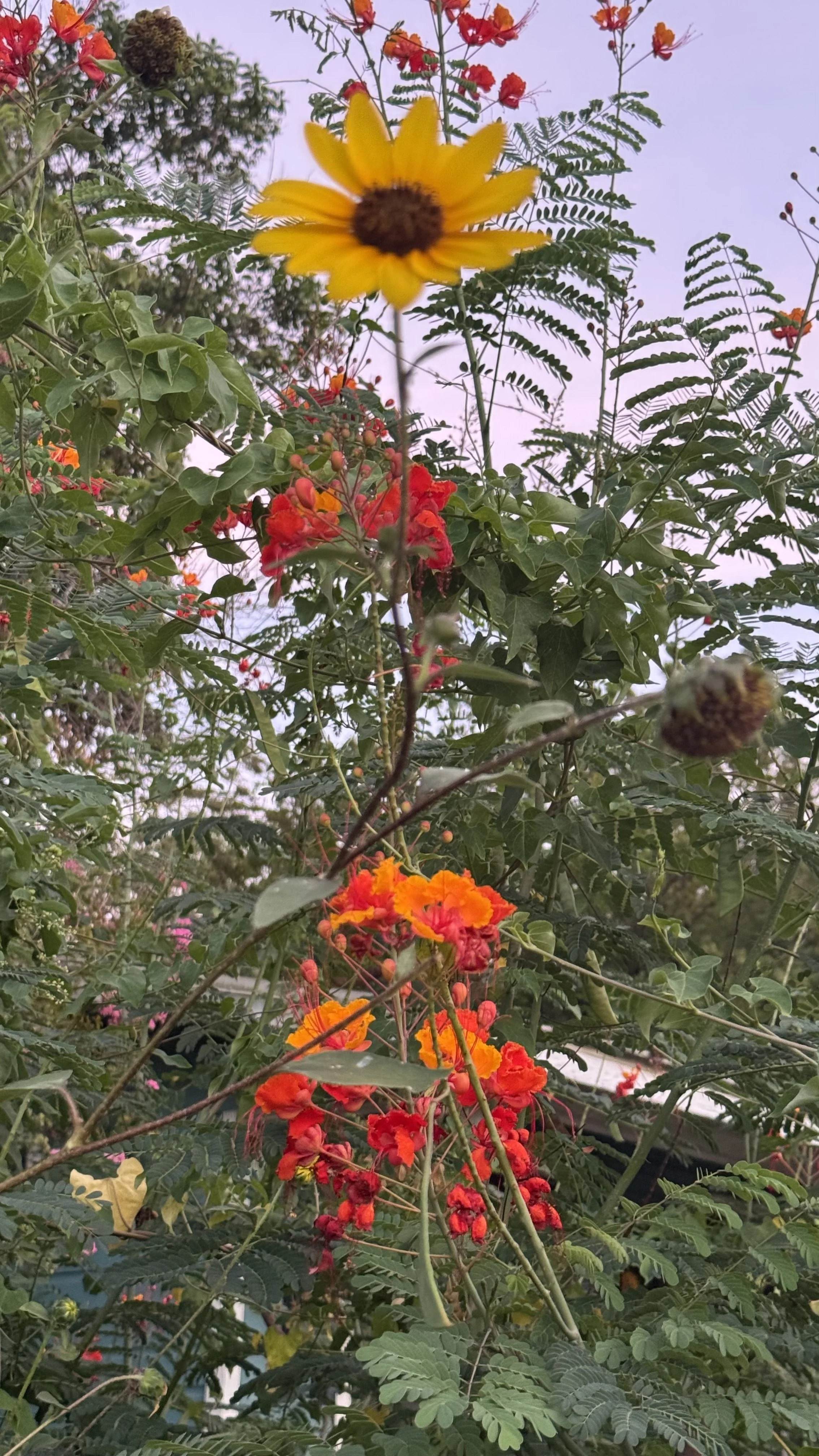 IMG_7540.jpeg