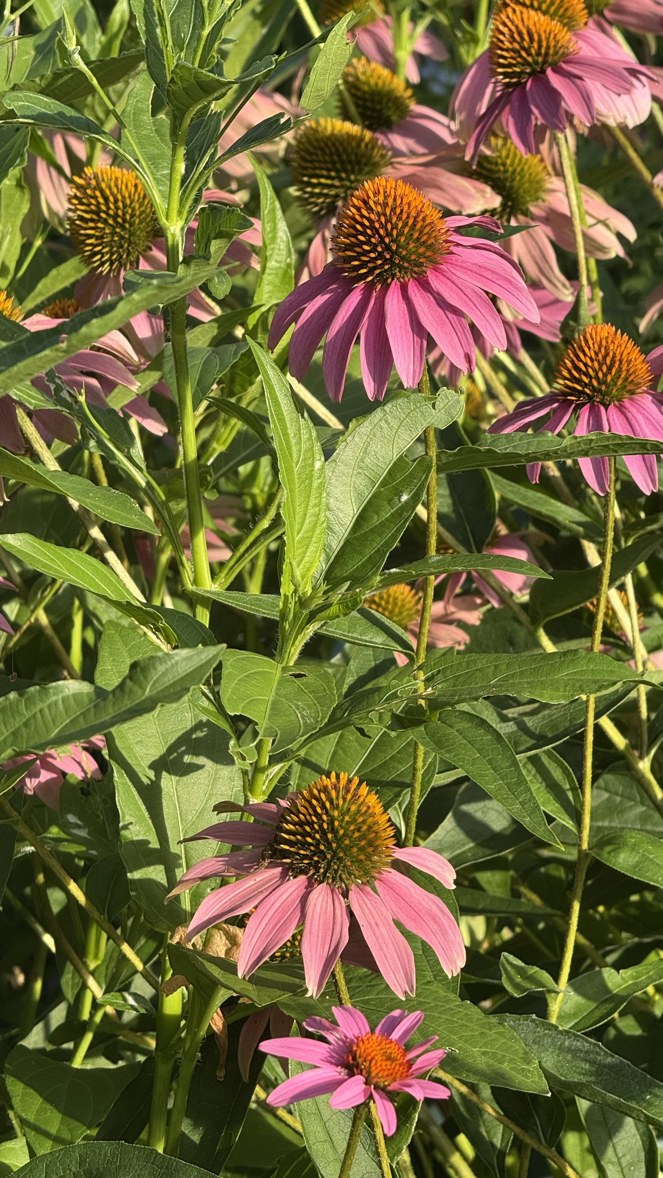 IMG_5990.jpeg