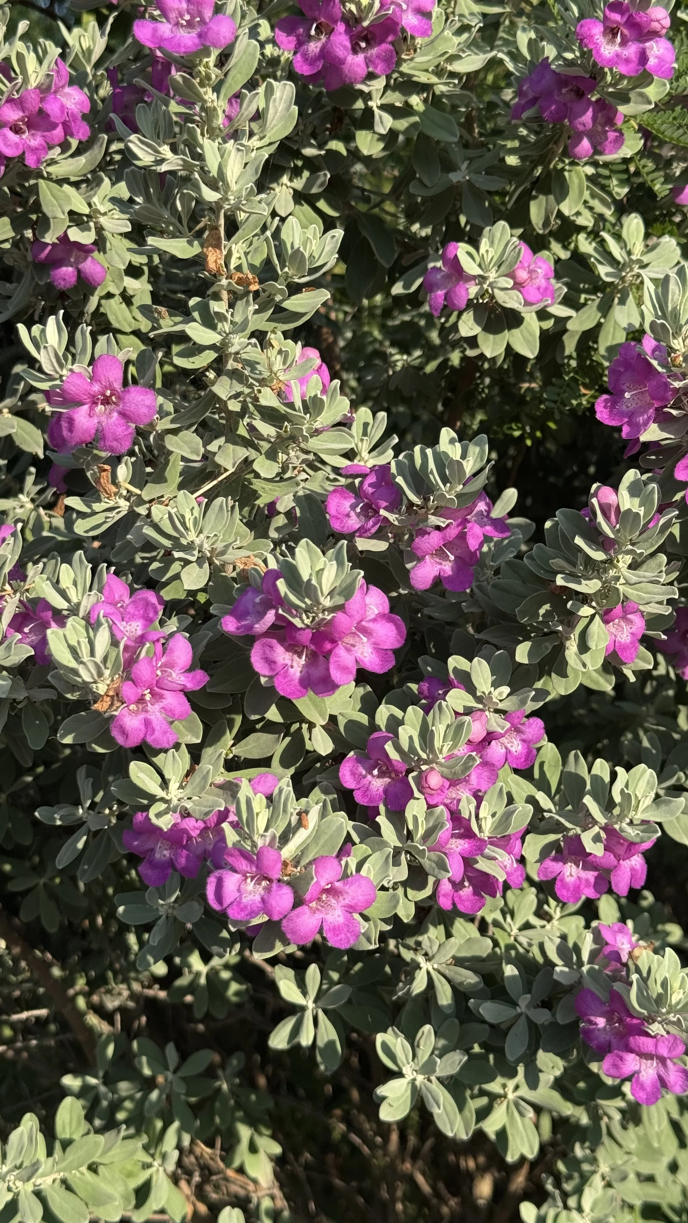 IMG_6363.jpeg