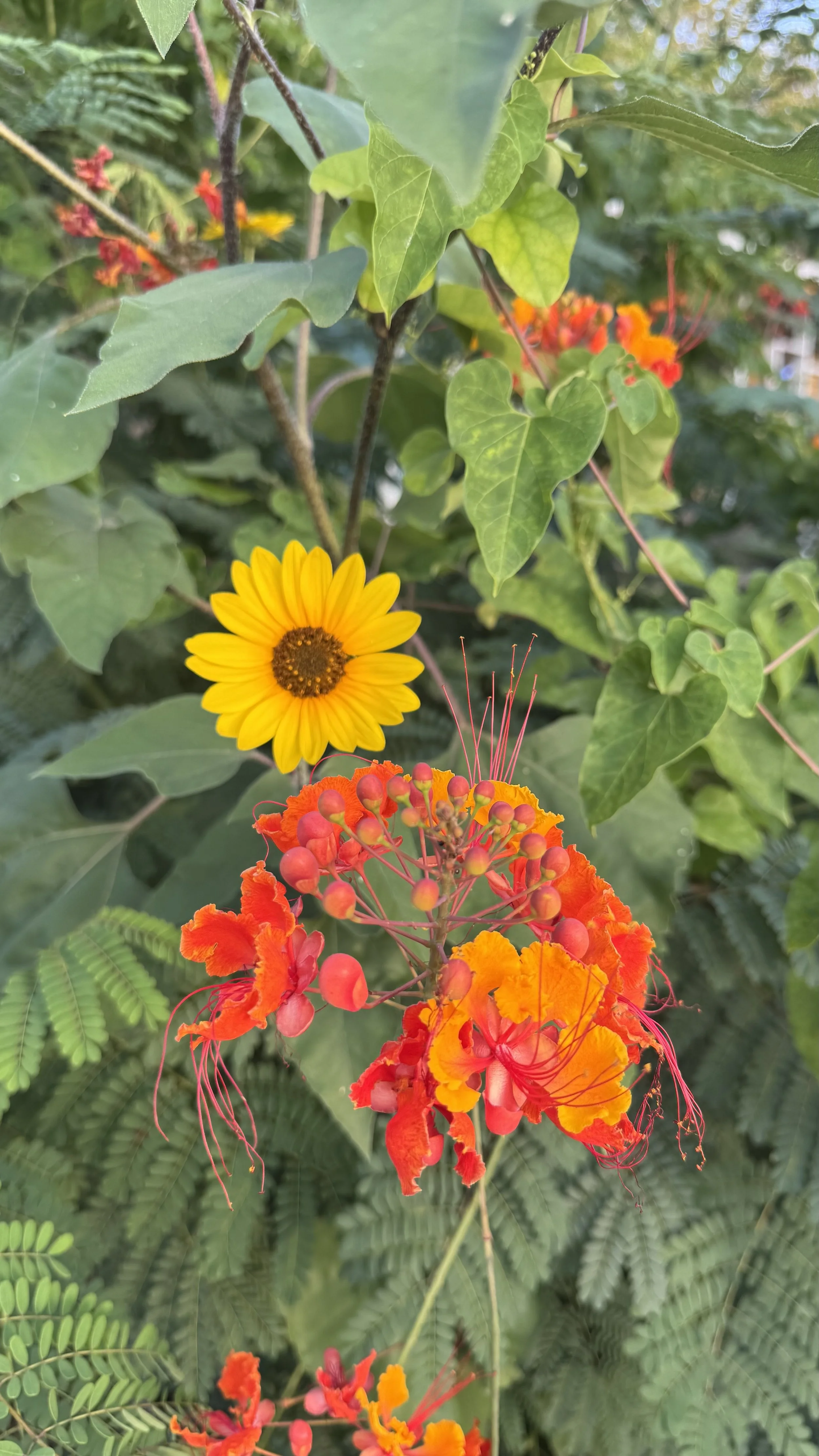 IMG_6410.jpeg