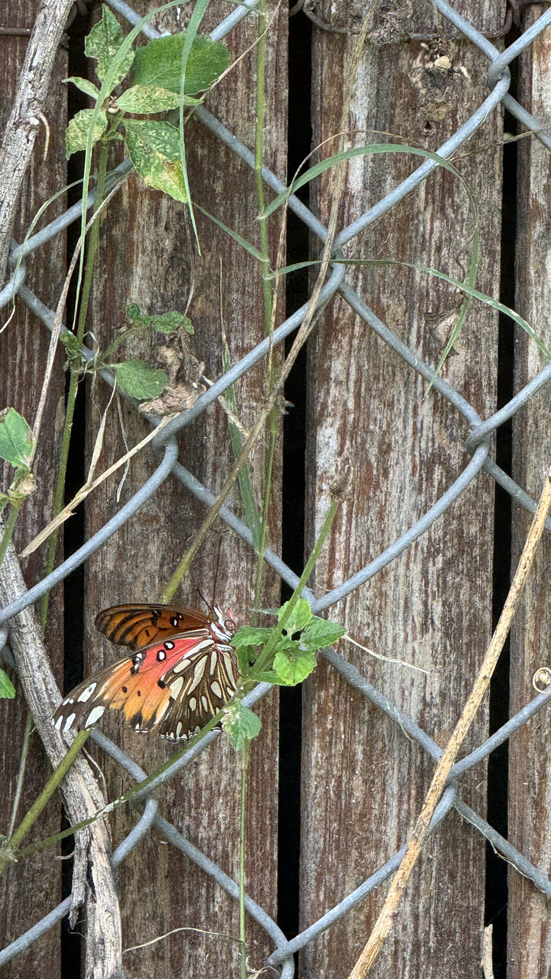 IMG_7069.jpeg