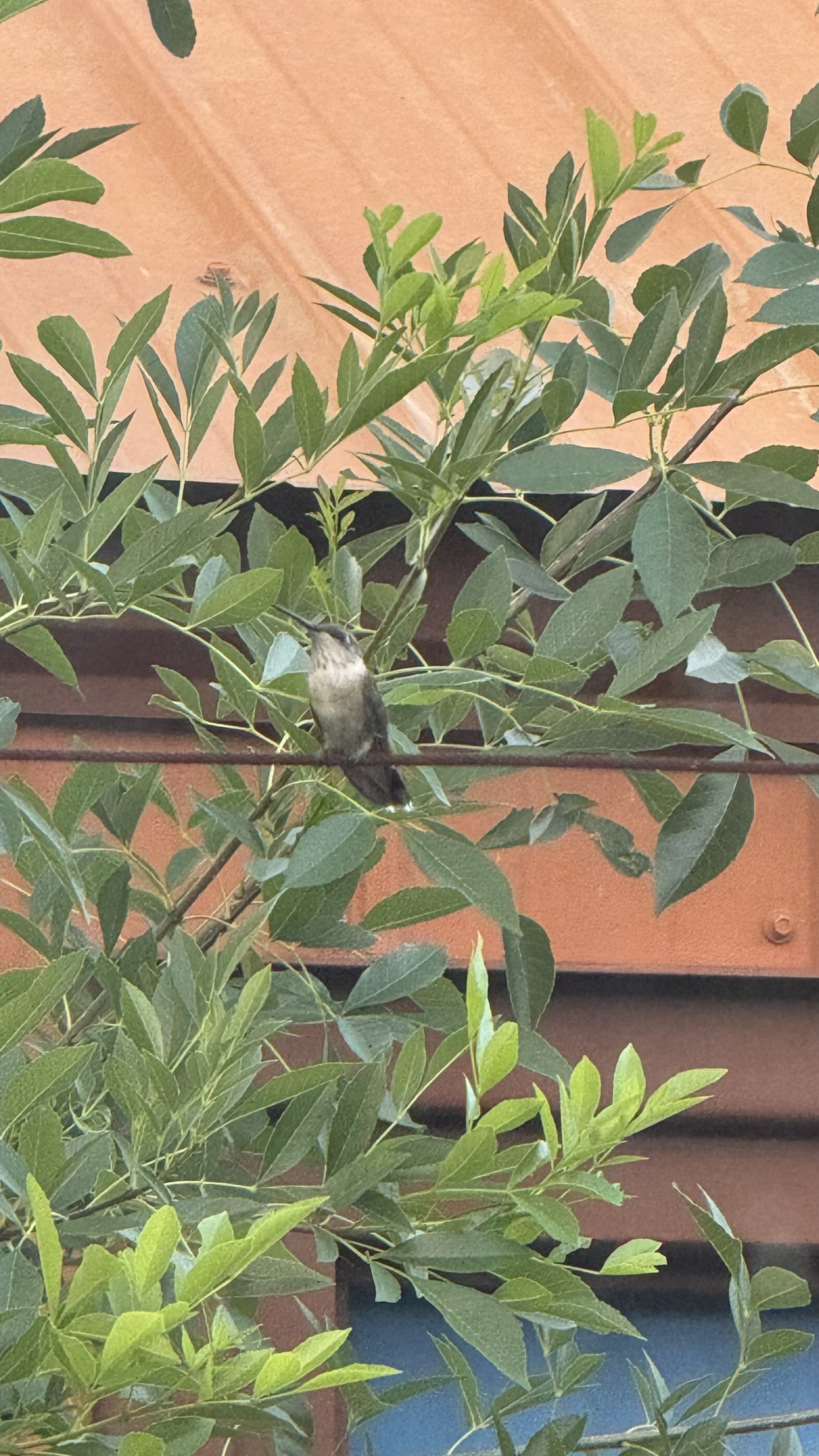 IMG_7677.jpeg