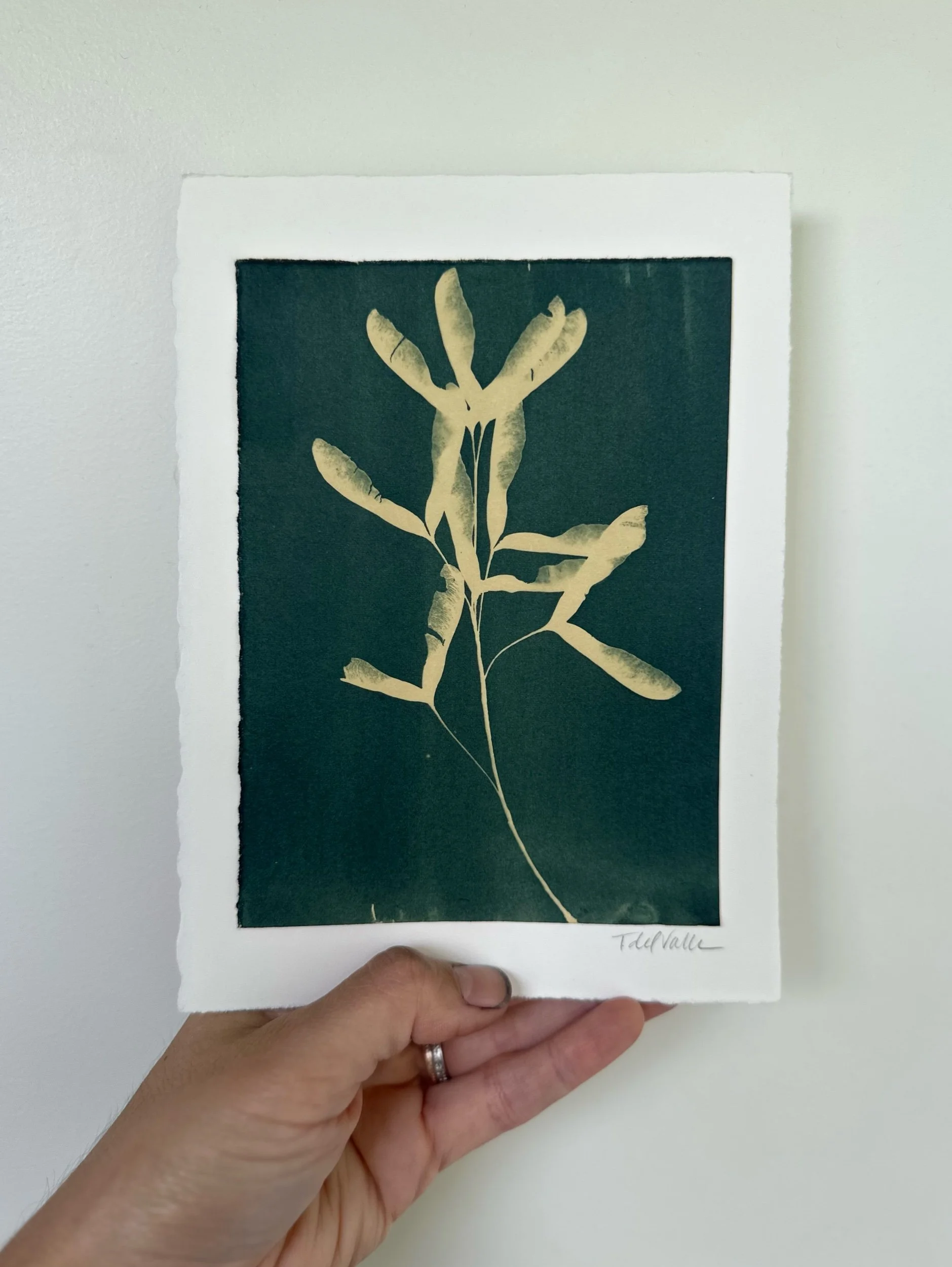 cyanotype toned with safflower