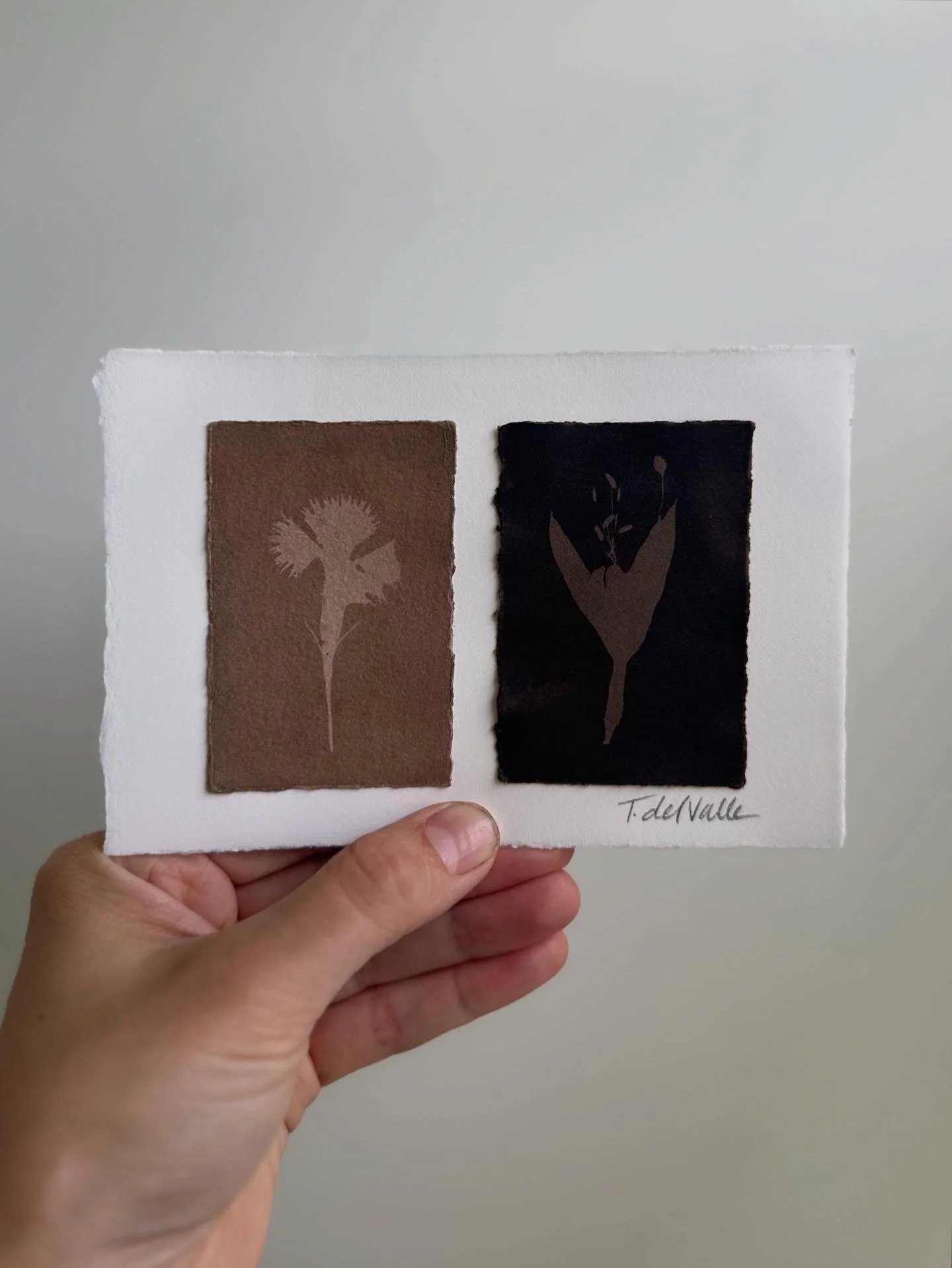 cyanotypes bleached and toned with black walnut