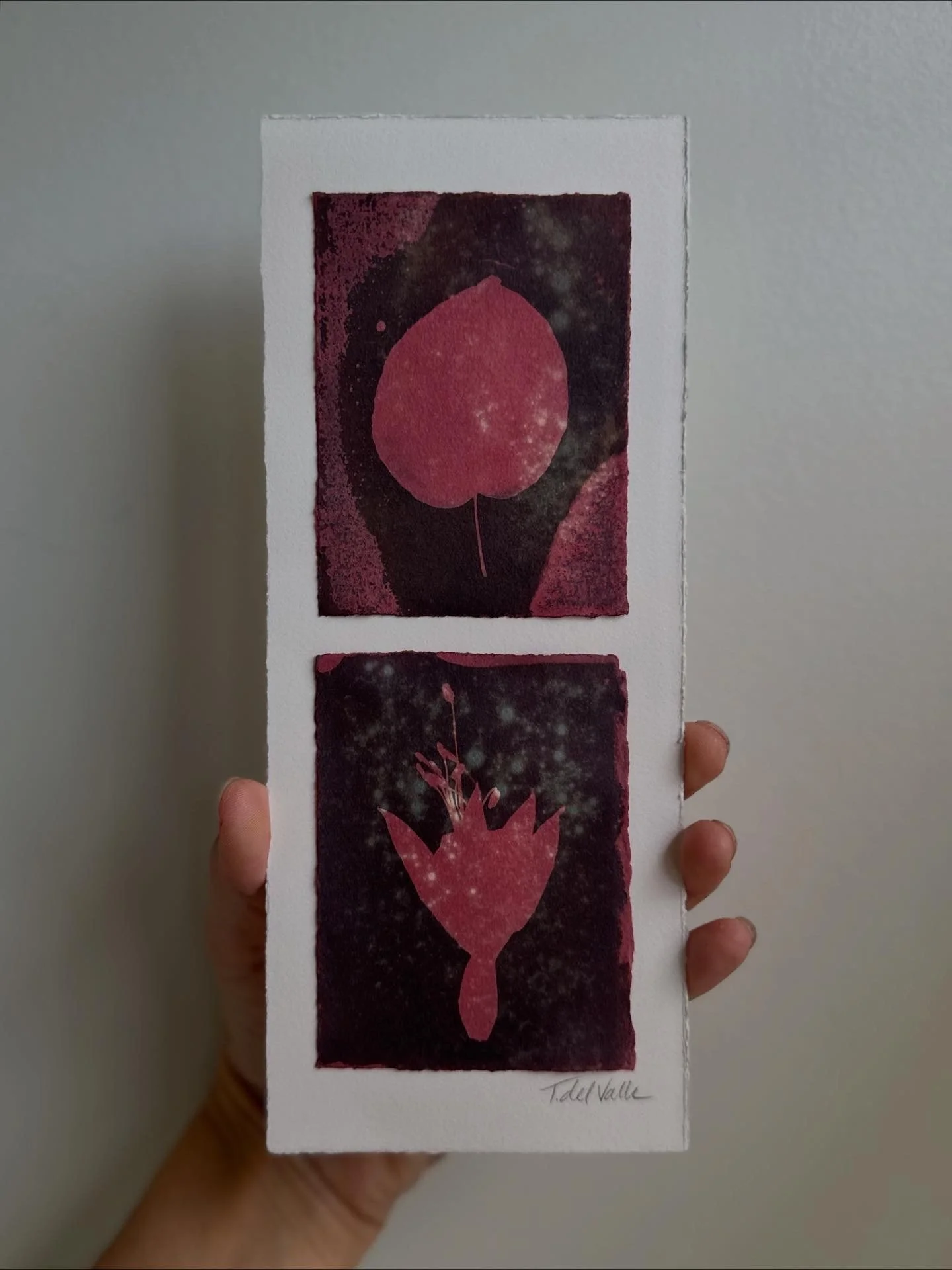 wet cyanotypes bleached and toned with madder root