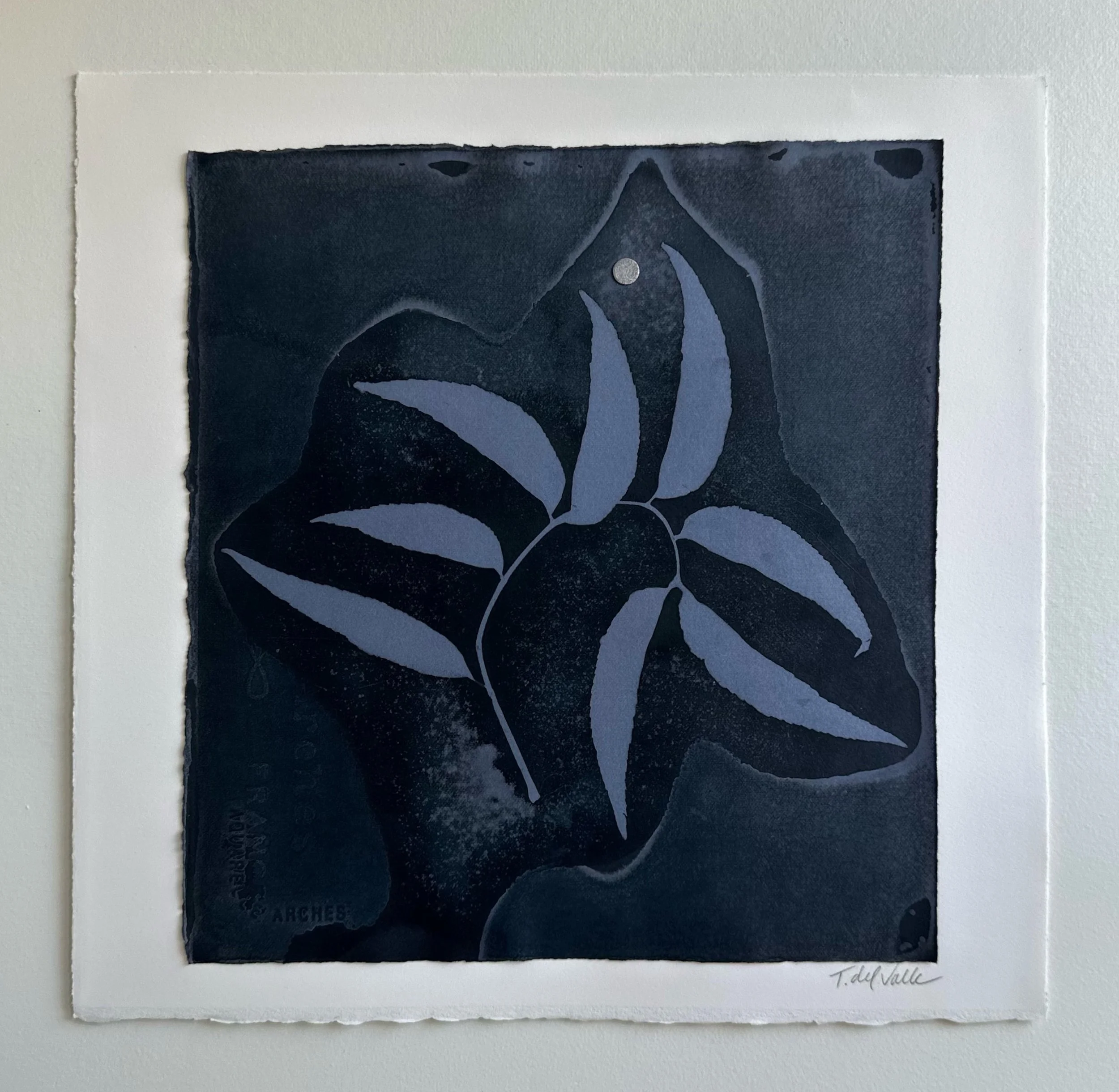  wet cyanotype toned with logwood 