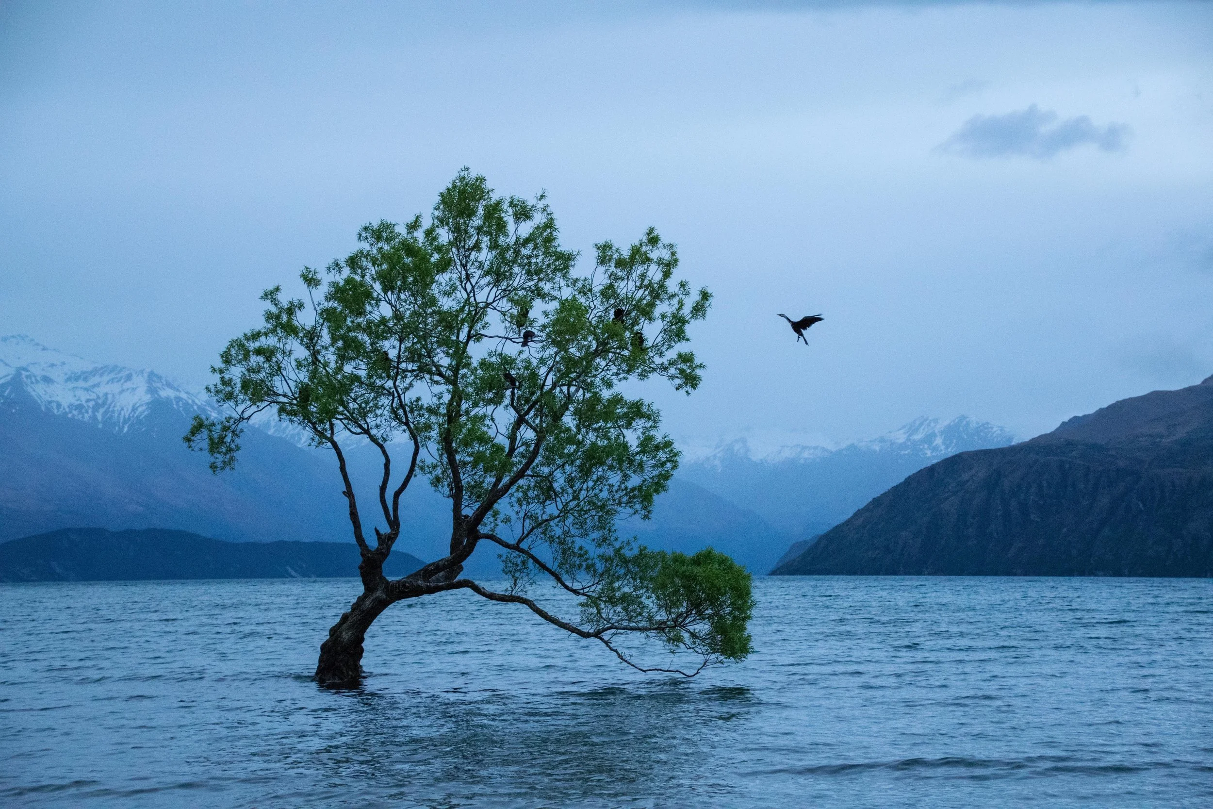 wanaka willow.JPG