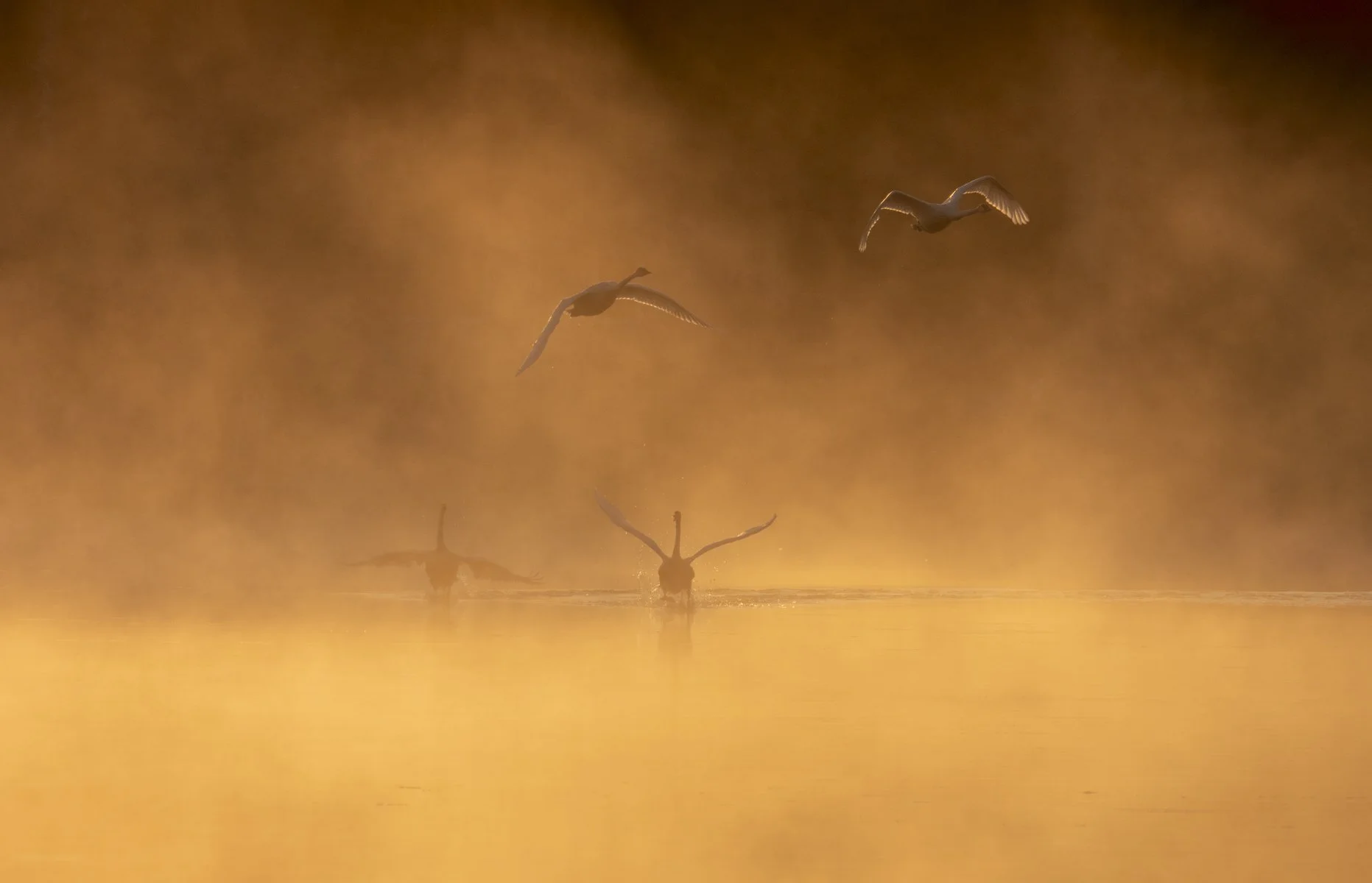 Trumpeter swans, Minnesota