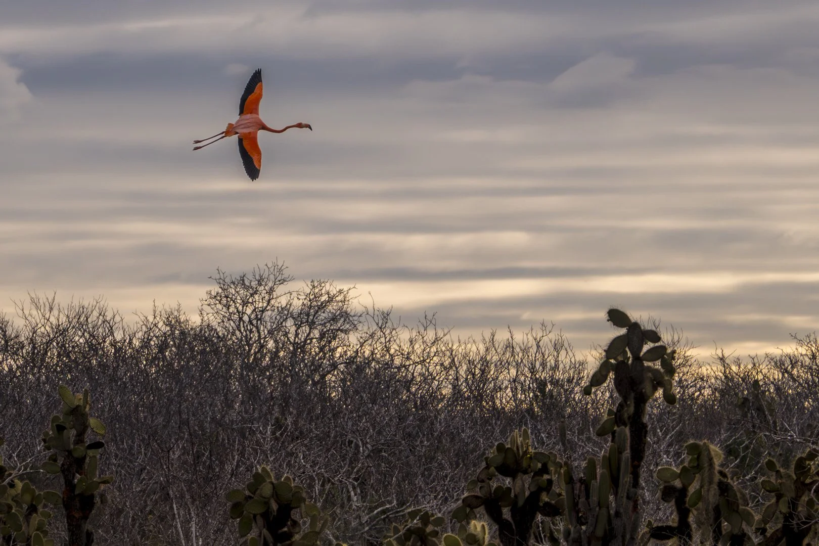 Galápagos Flamingo