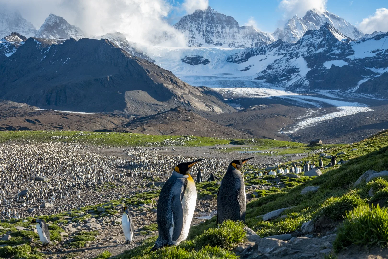 King Penguins, South Georgia