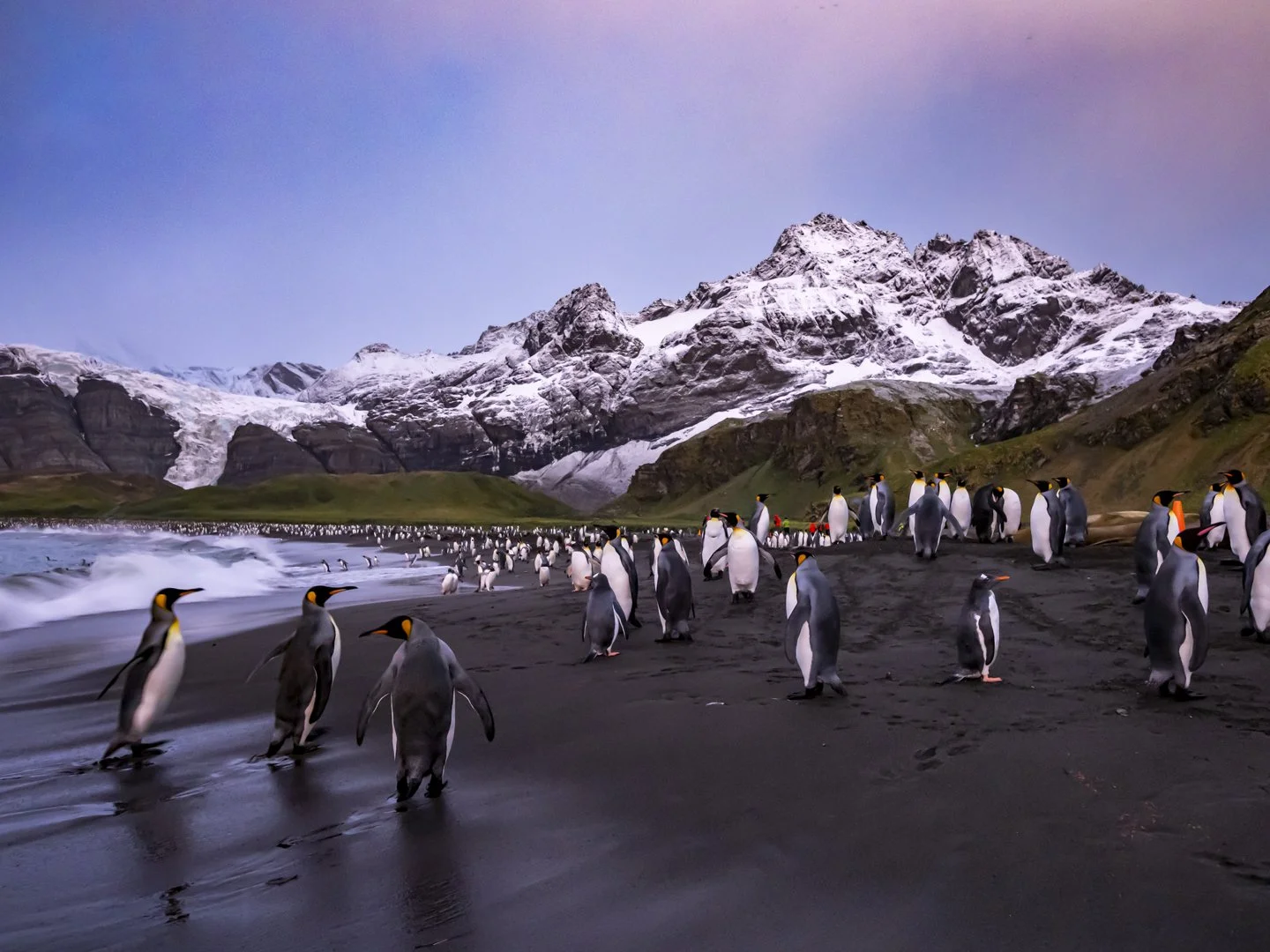 King Penguins, Gold Harbour, South Georgia